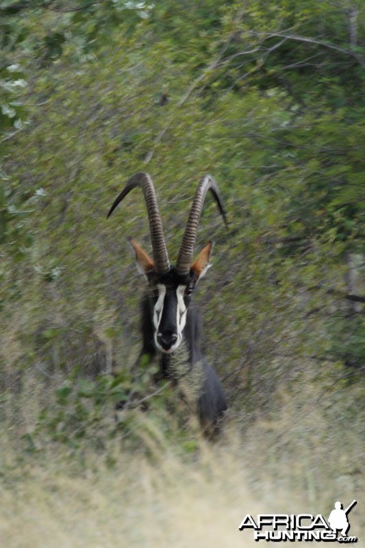 Sable in Namibia Waterberg Plateau