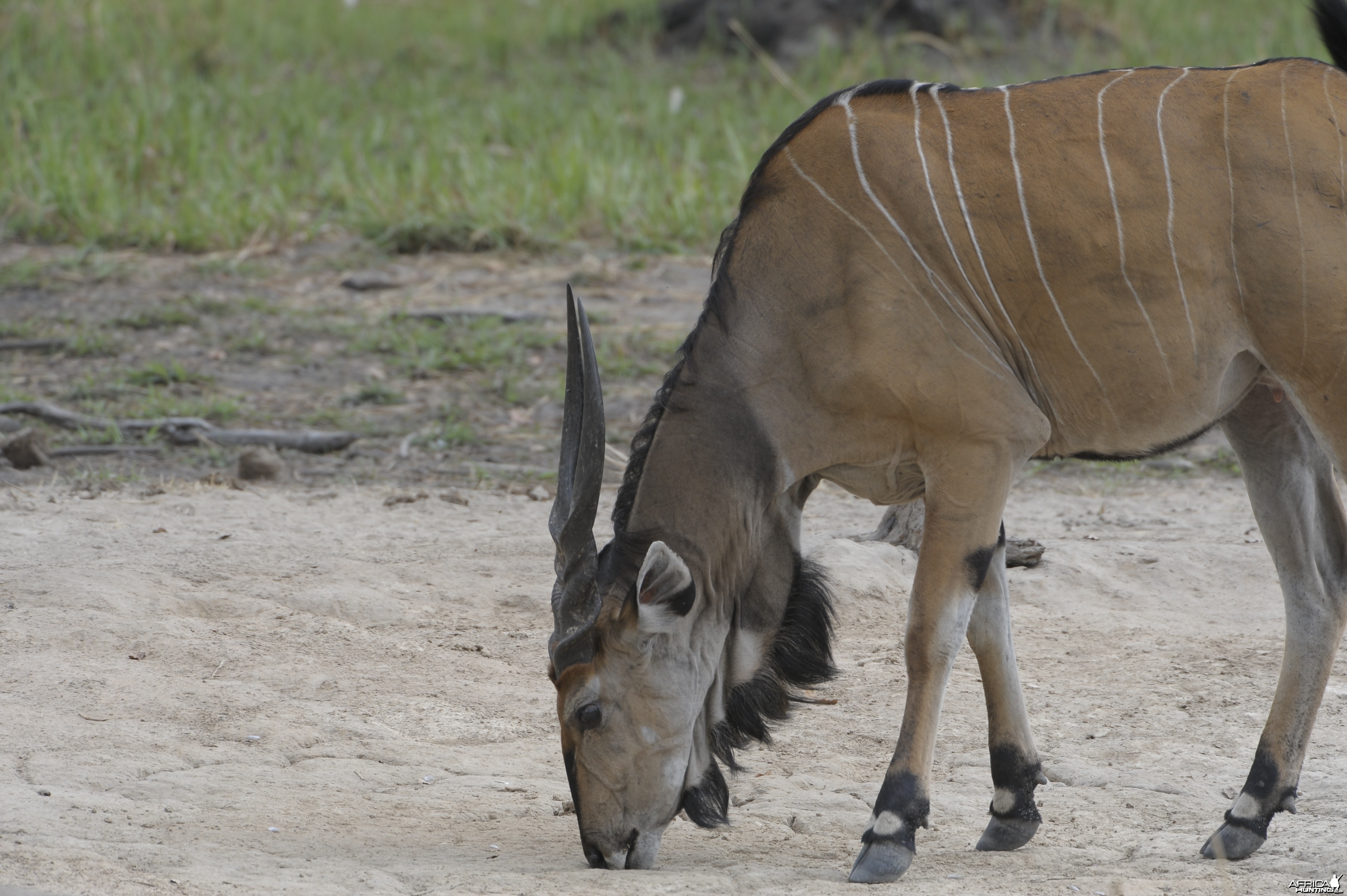 Lord Derby Eland in C.A.R.