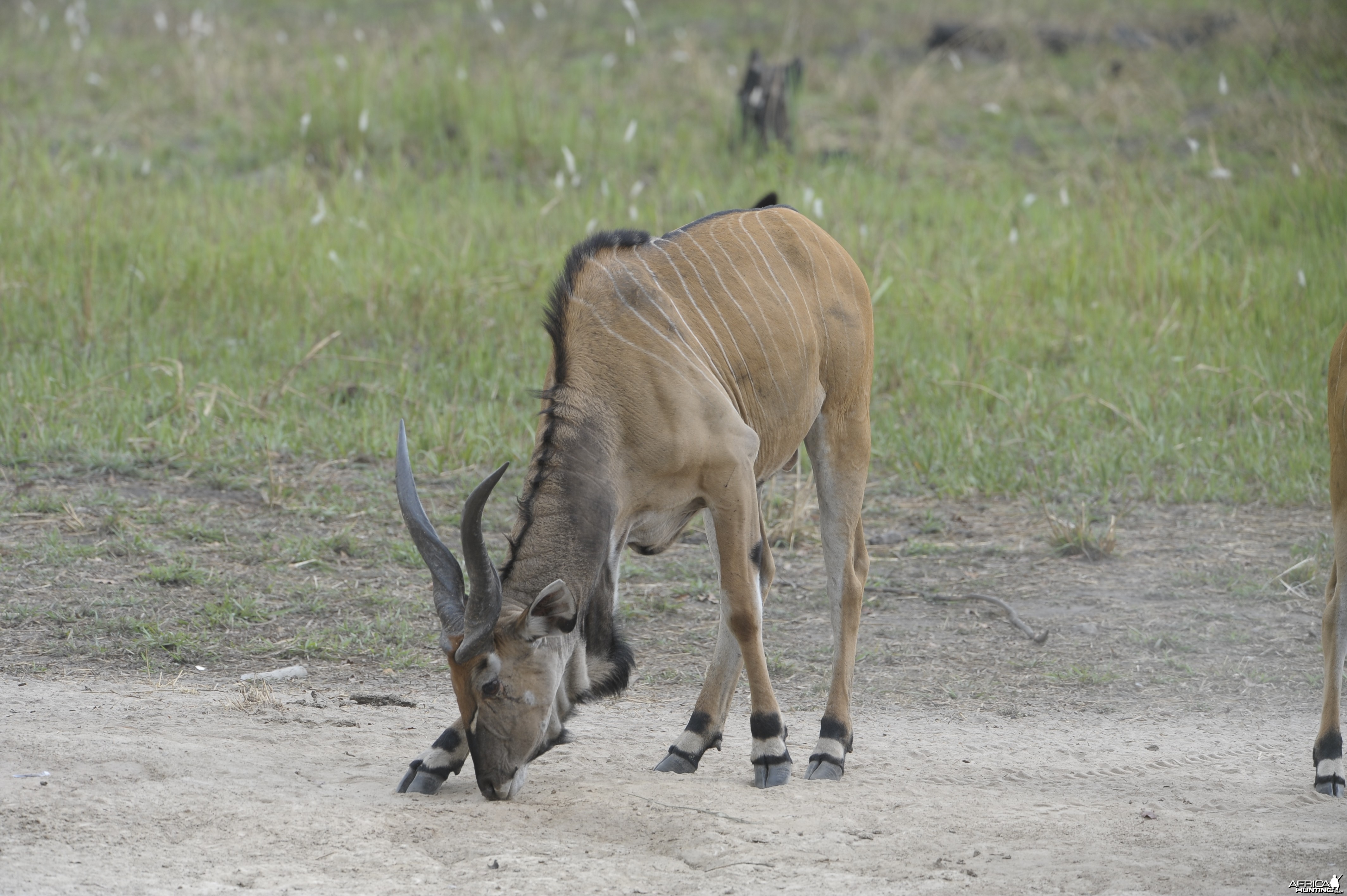 Lord Derby Eland in C.A.R.