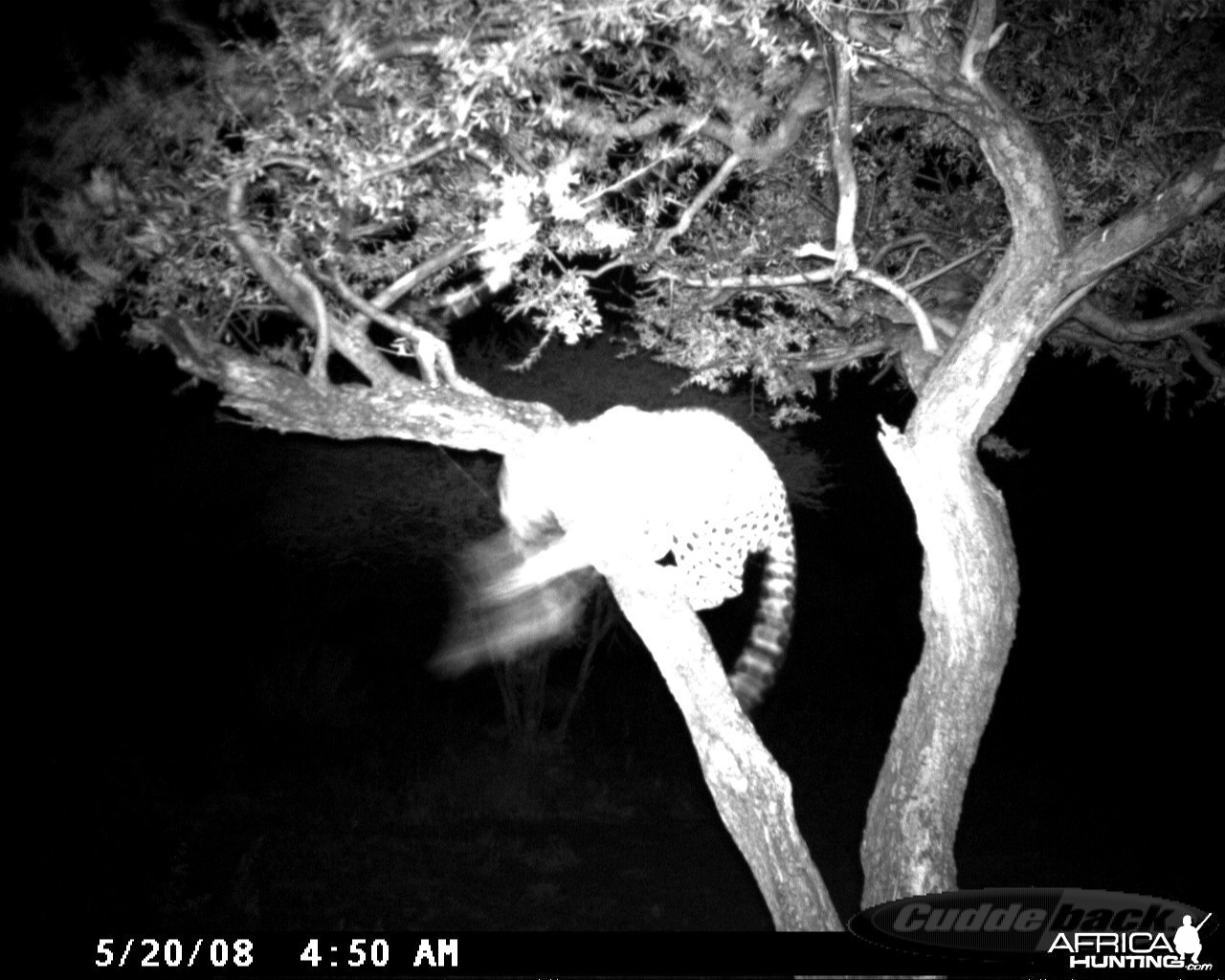 Leopard on Bait at Ozondjahe Safaris Namibia