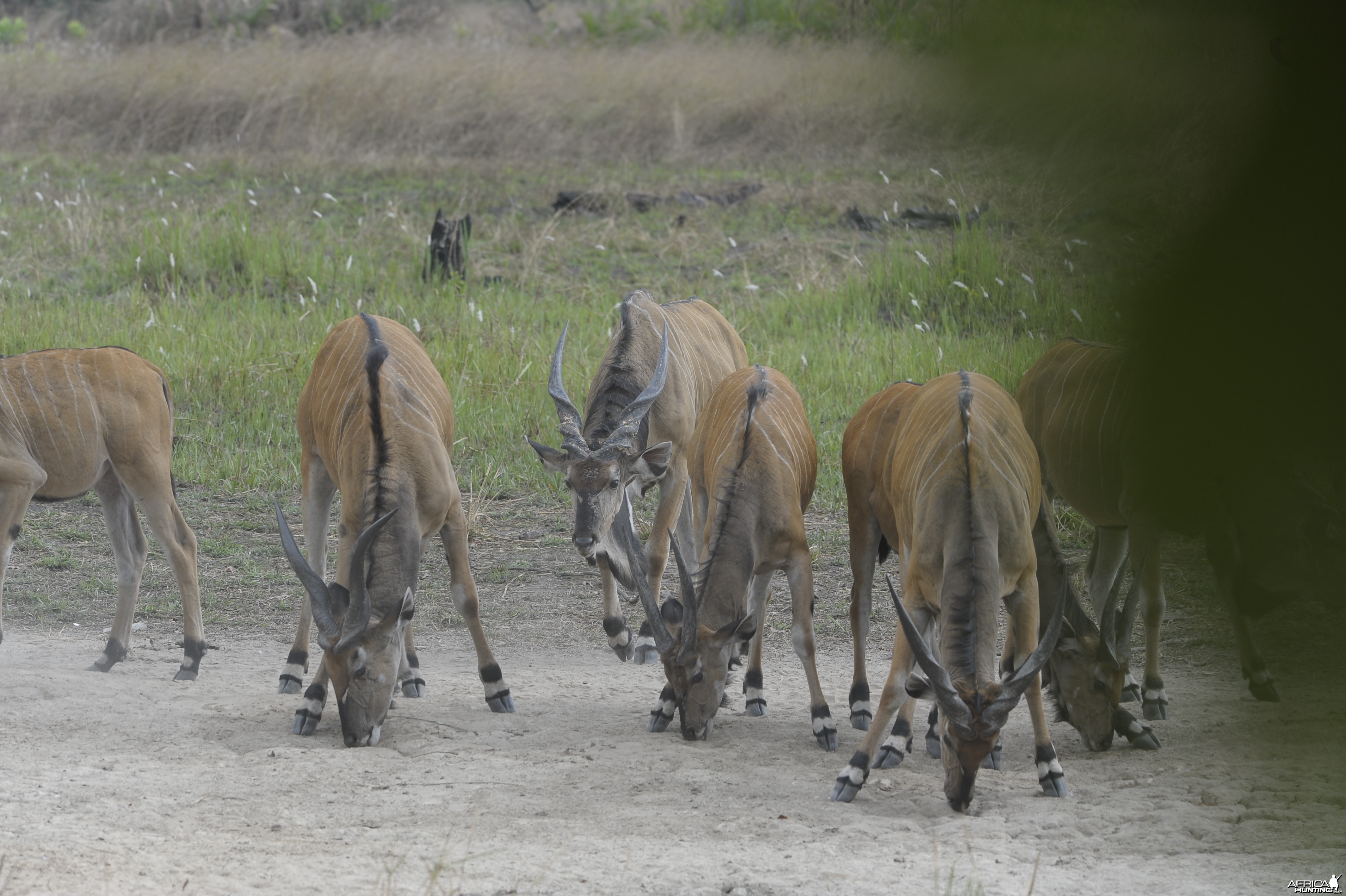 Lord Derby Eland in C.A.R.