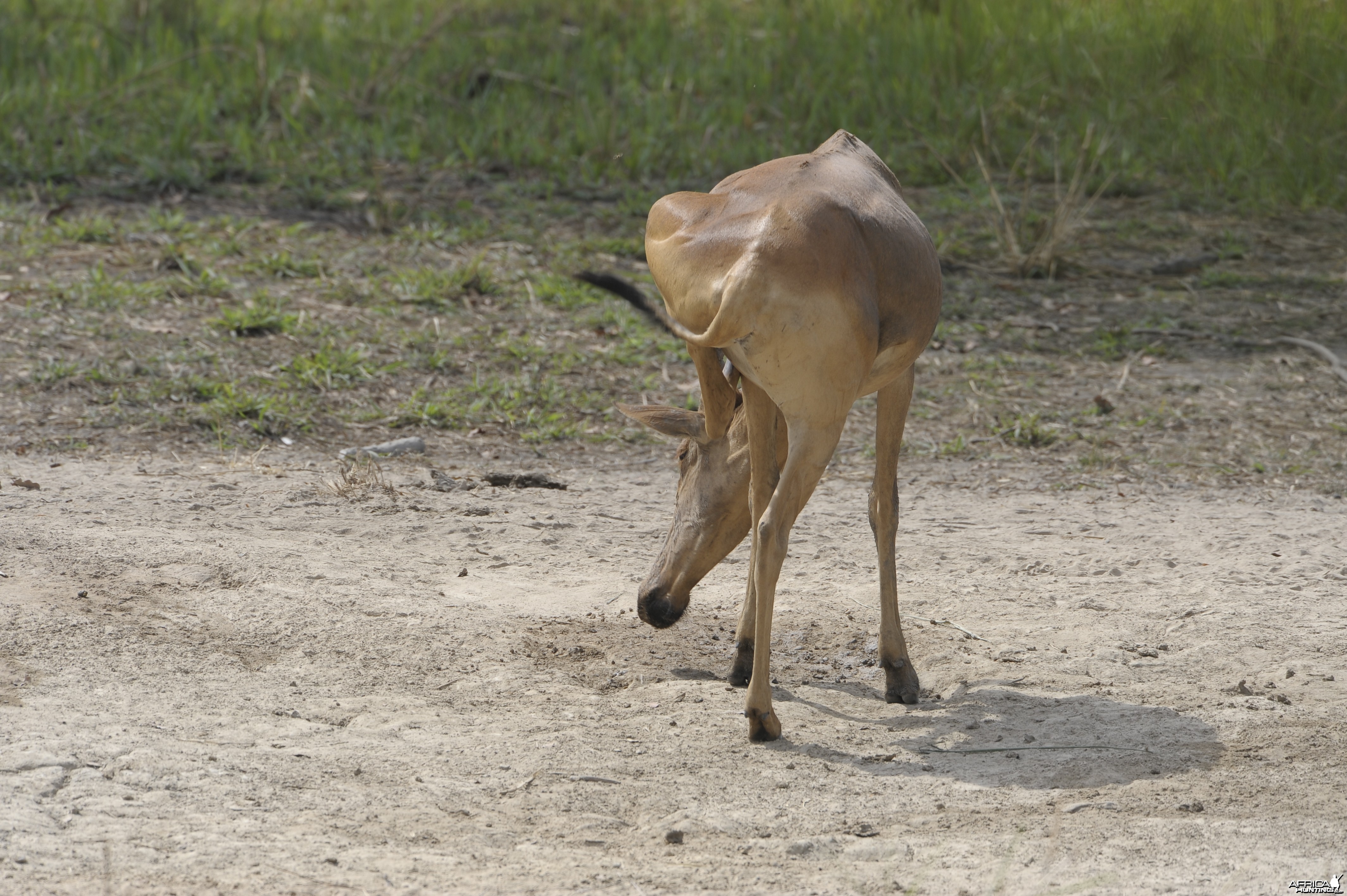 Lelwel Hartebeest in Central African Republic