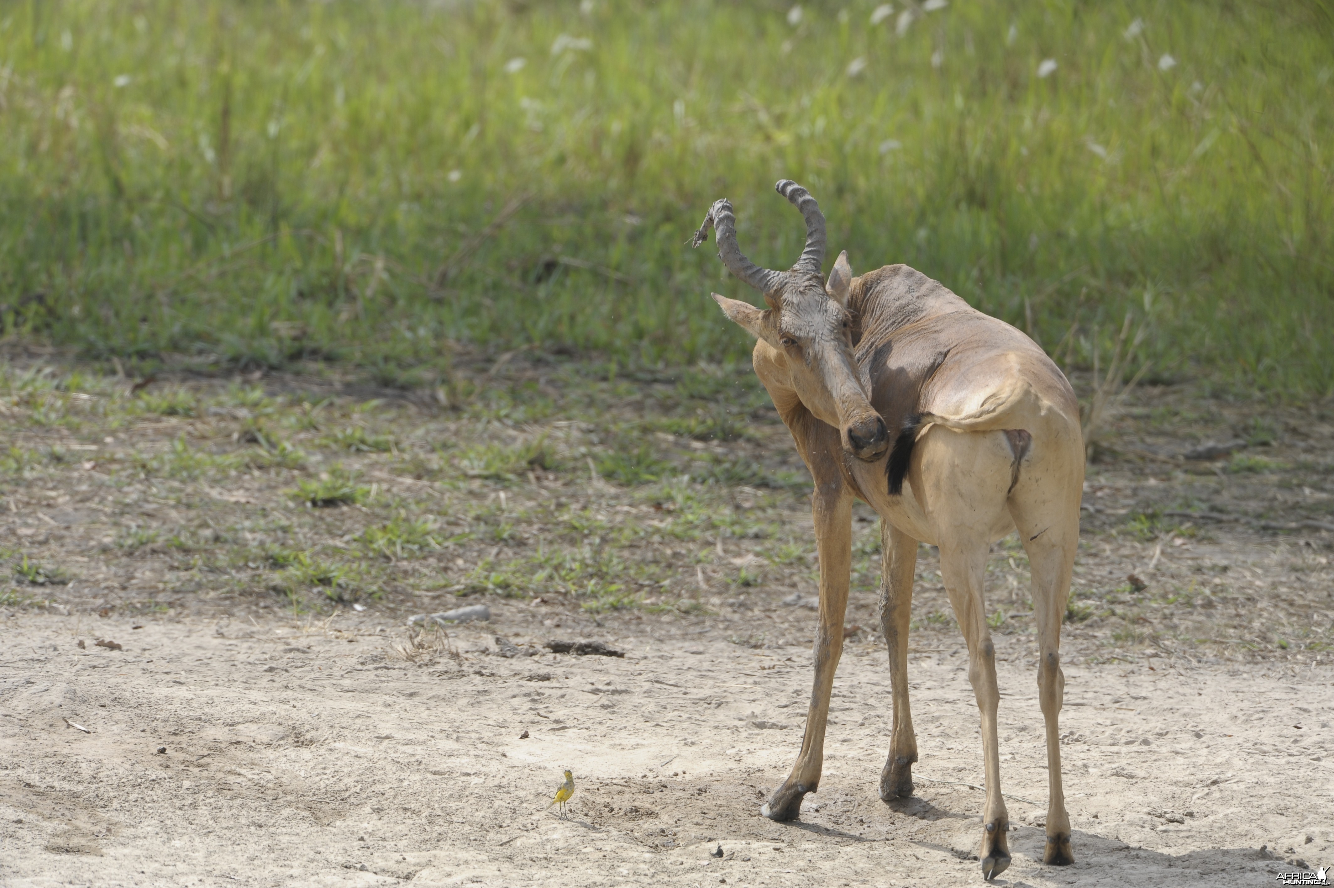 Lelwel Hartebeest in Central African Republic