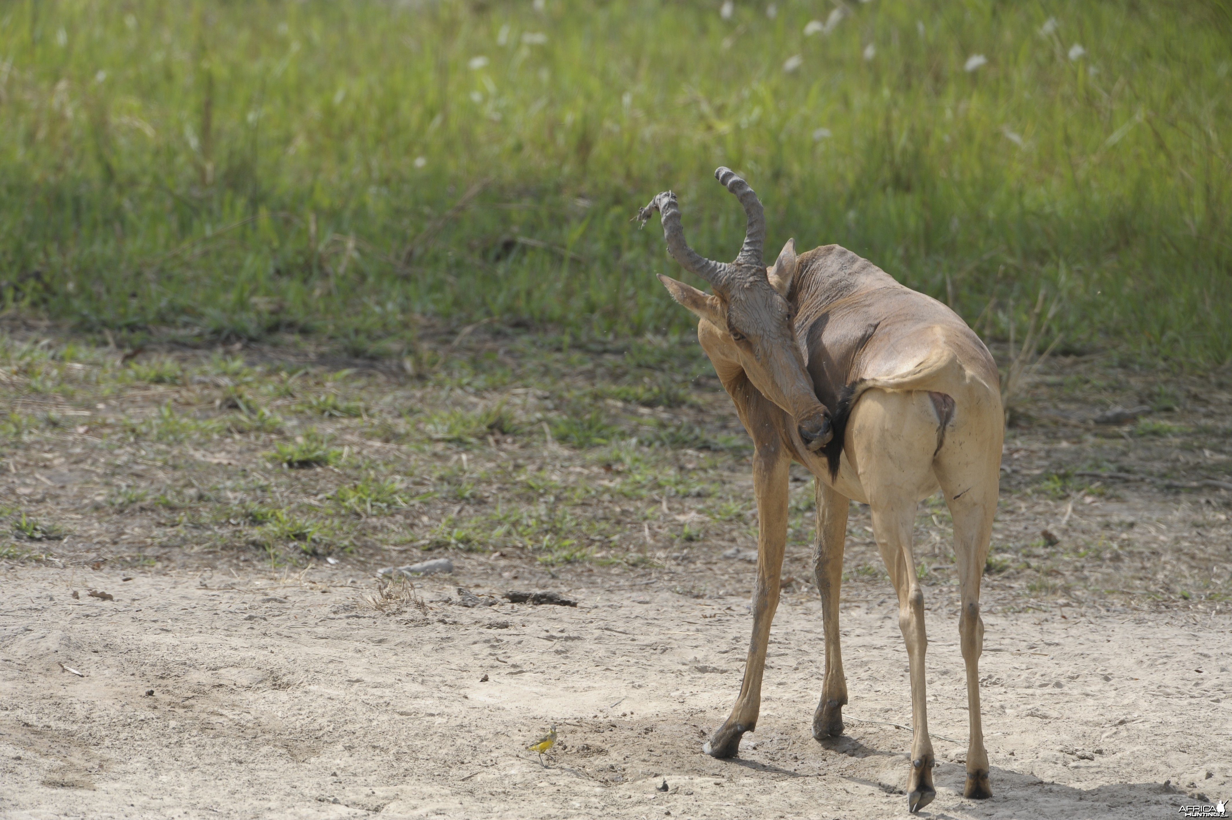 Lelwel Hartebeest in Central African Republic