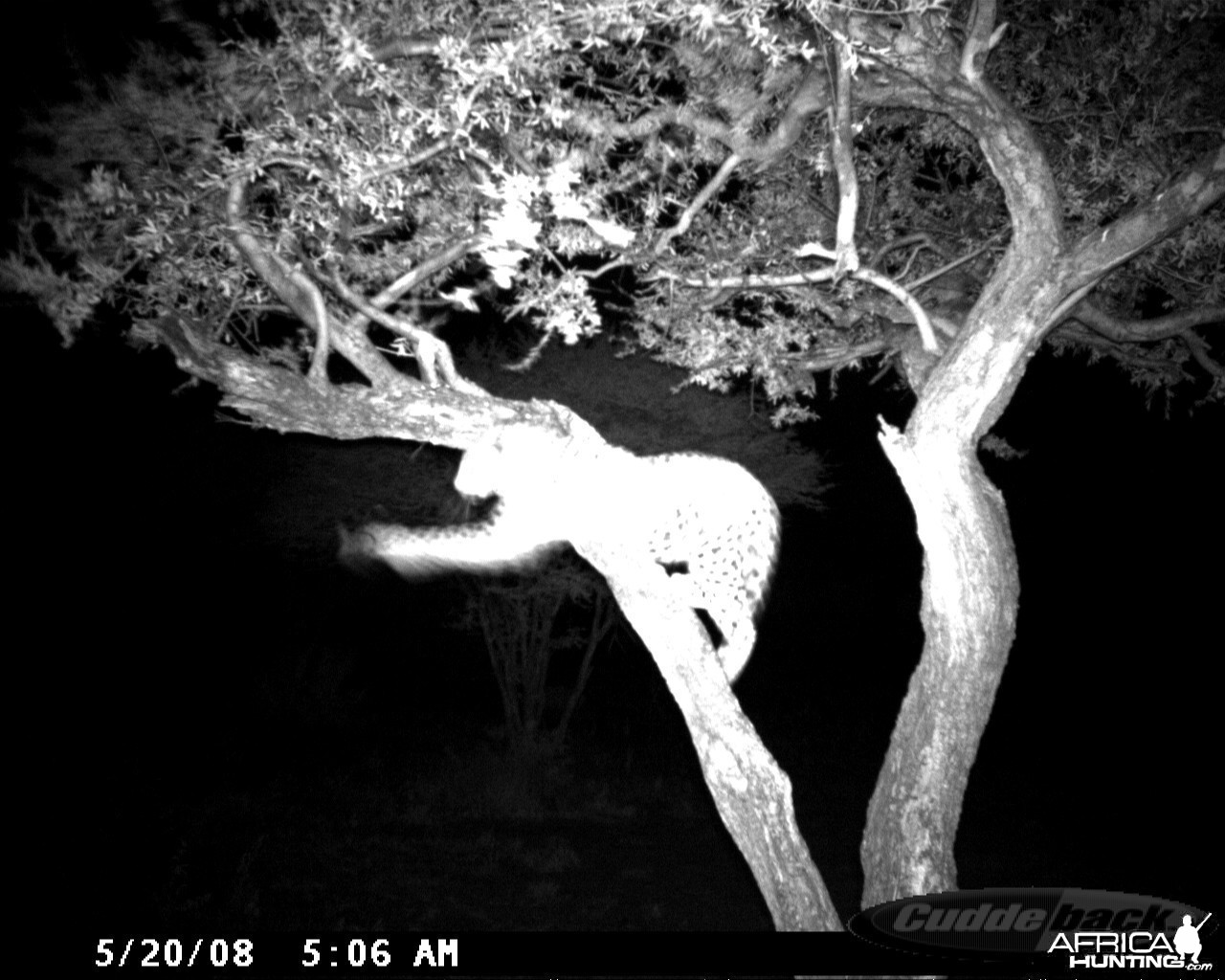 Leopard on Bait at Ozondjahe Safaris Namibia