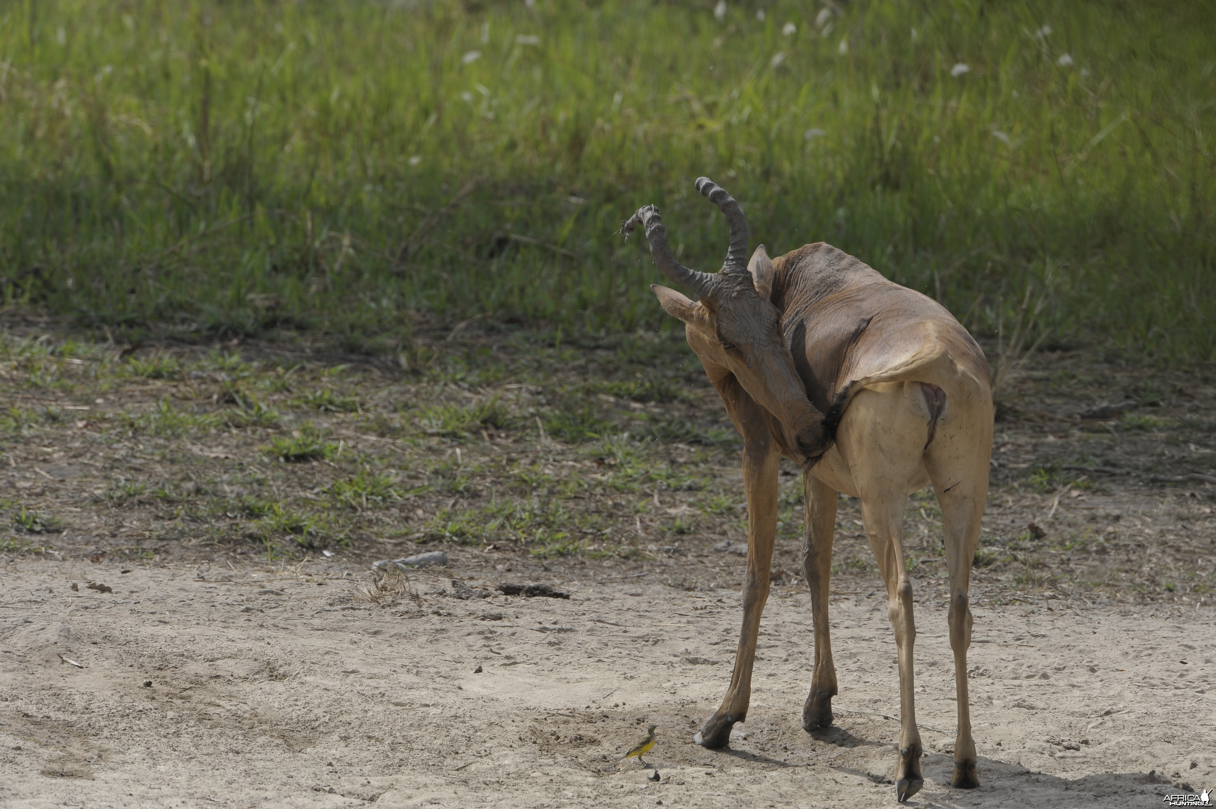 Lelwel Hartebeest in Central African Republic