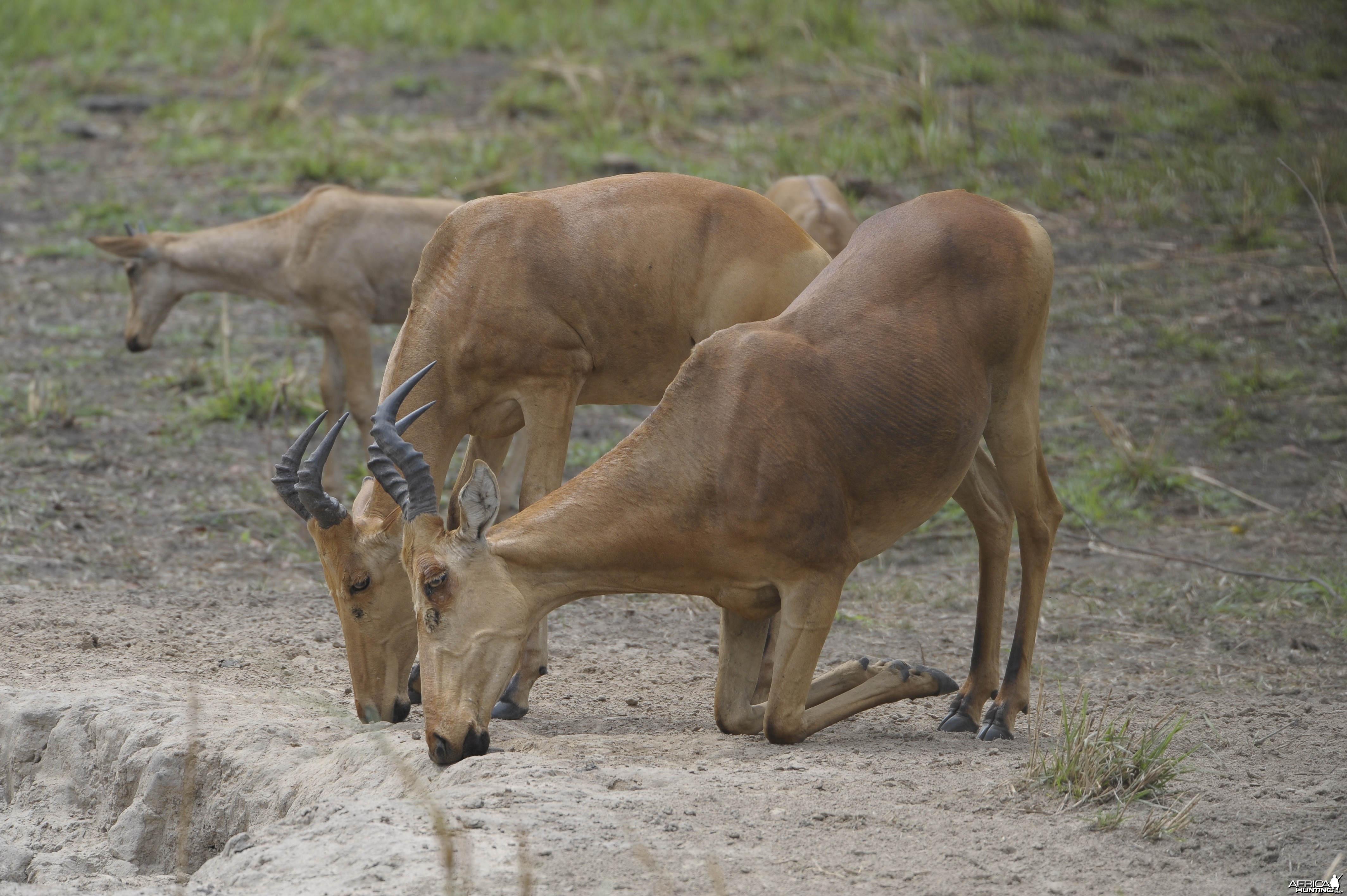 Lelwel Hartebeest in Central African Republic