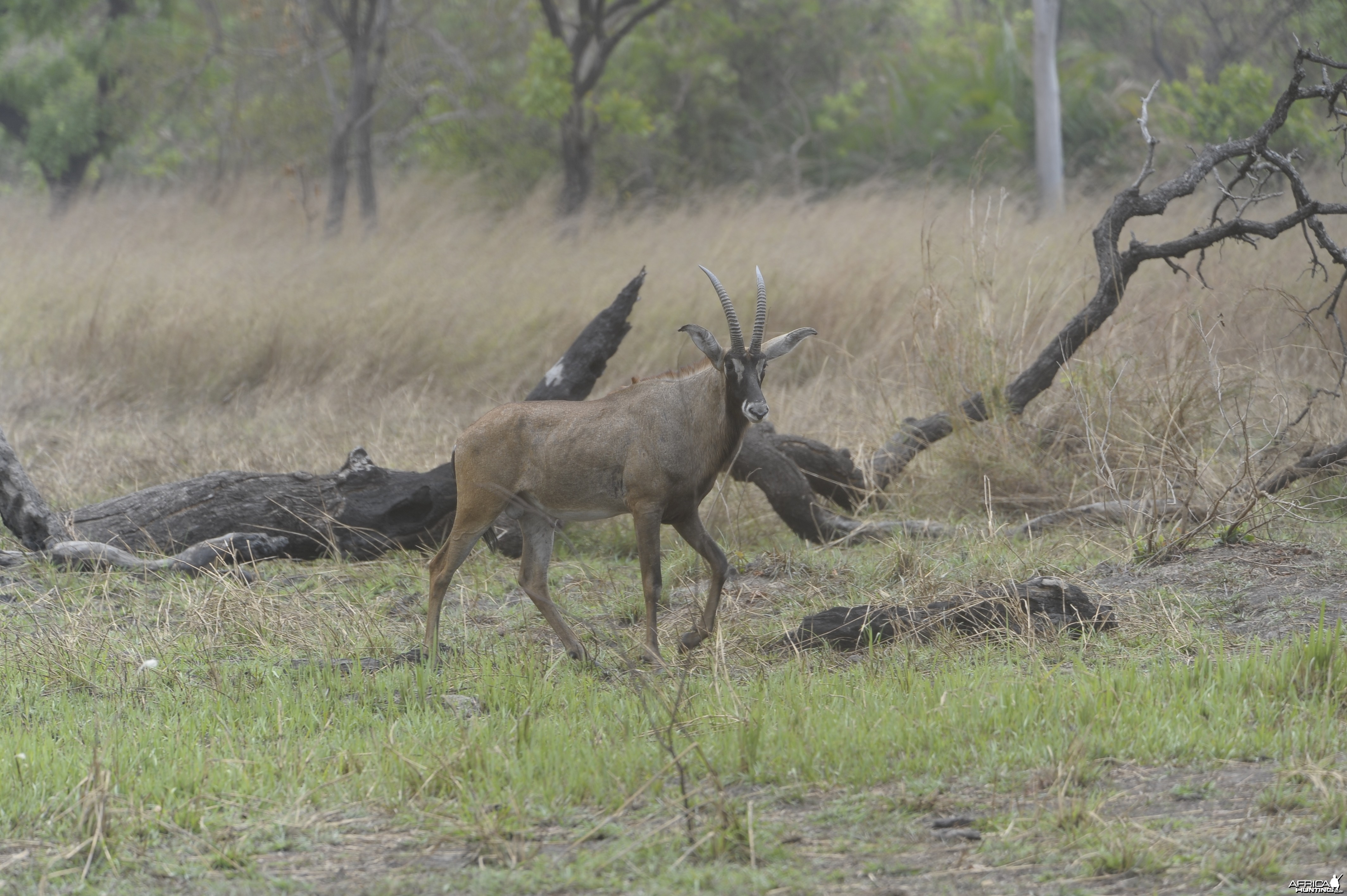 Roan Antelope in Central African Republic