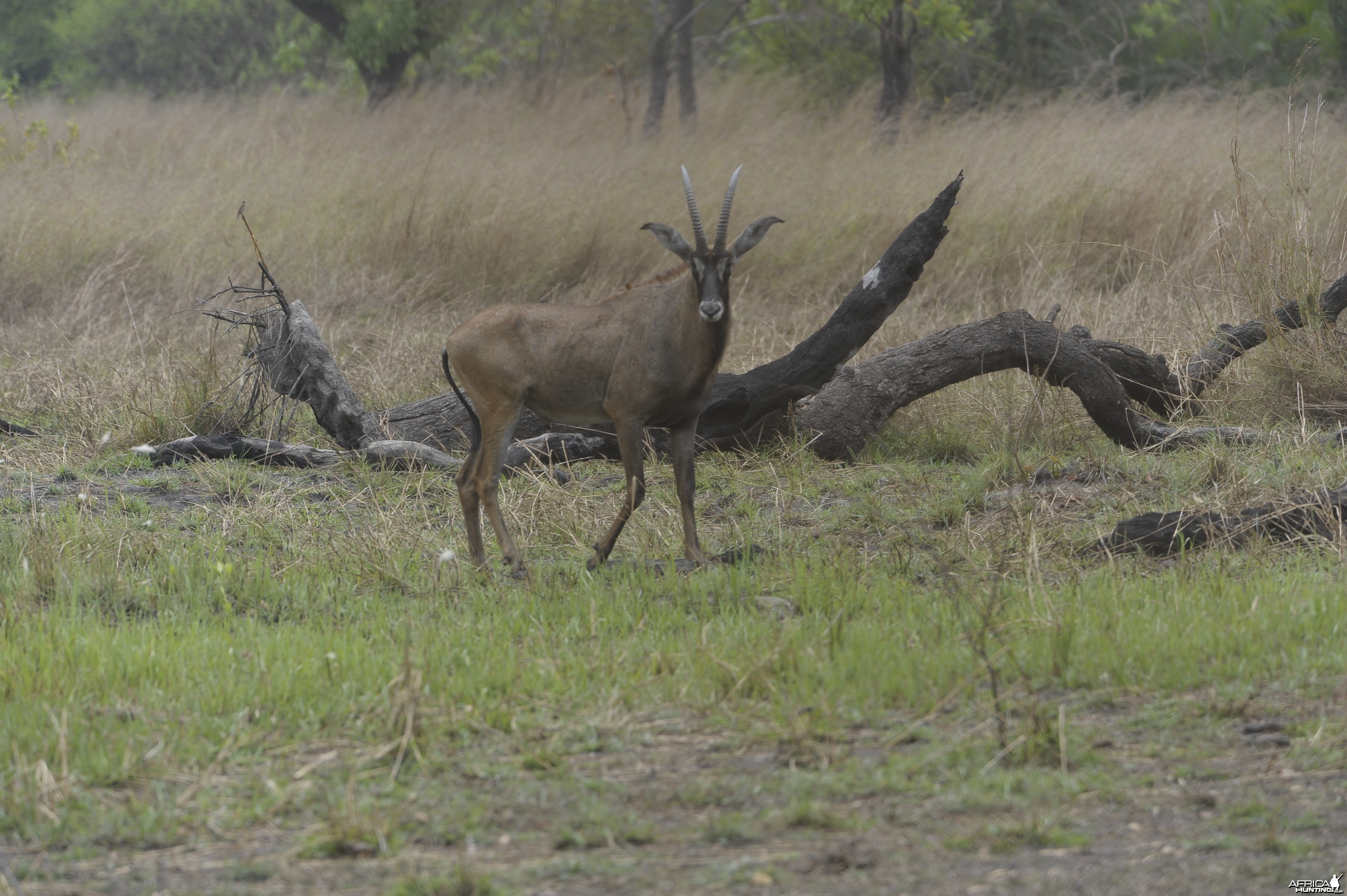 Roan Antelope in Central African Republic