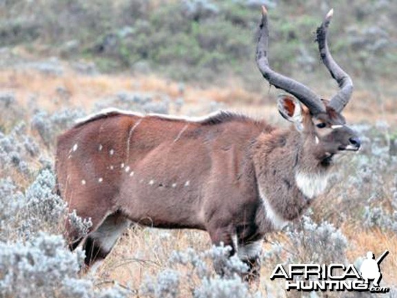 Mountain Nyala Bull Ethiopia