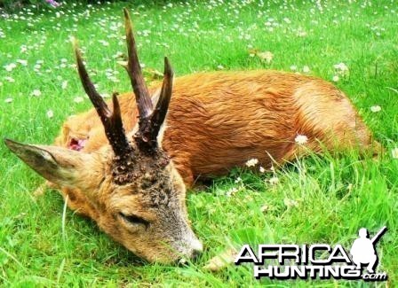 Hunting roe deer in France