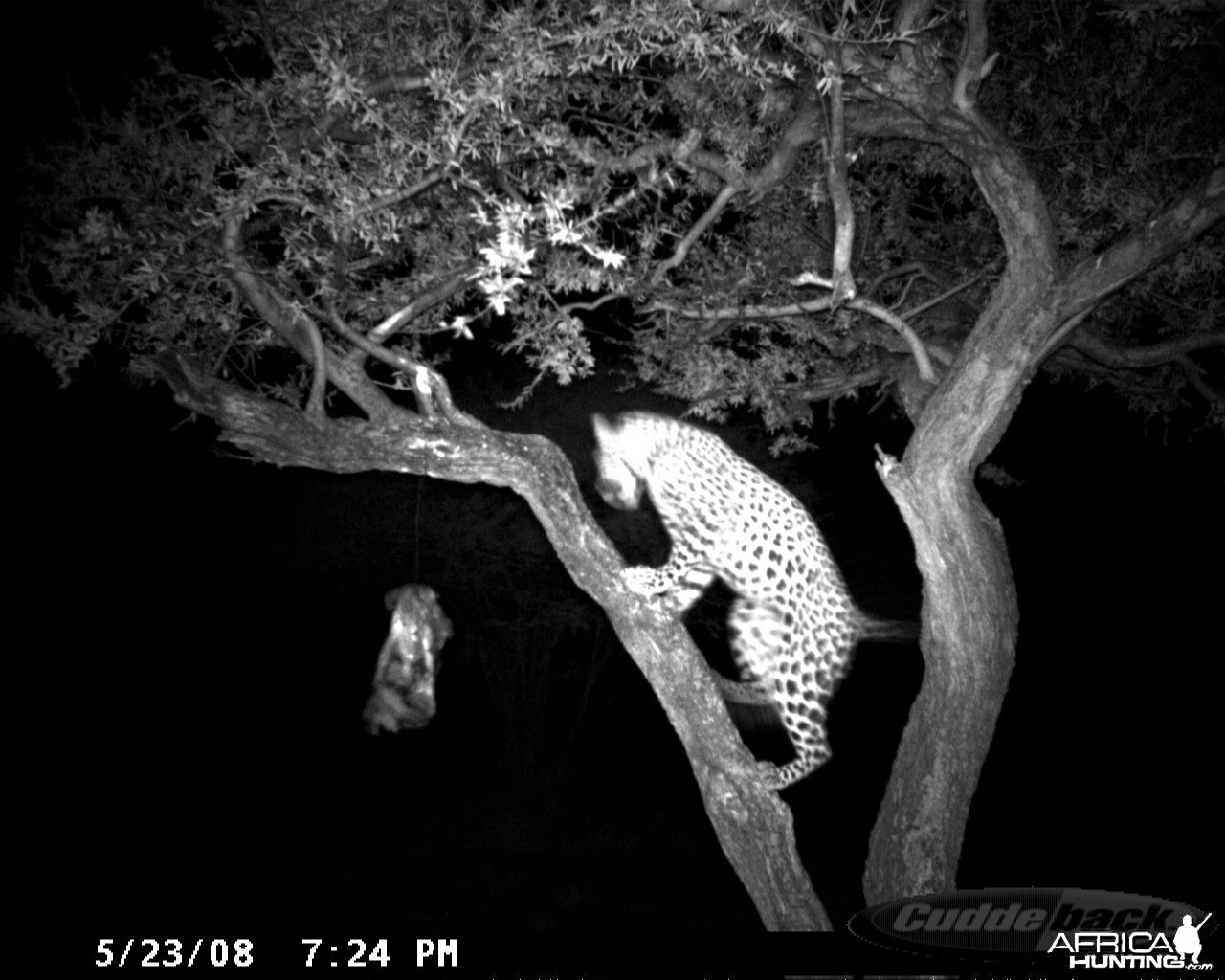 Hunting Leopard on Bait at Ozondjahe Safaris Namibia