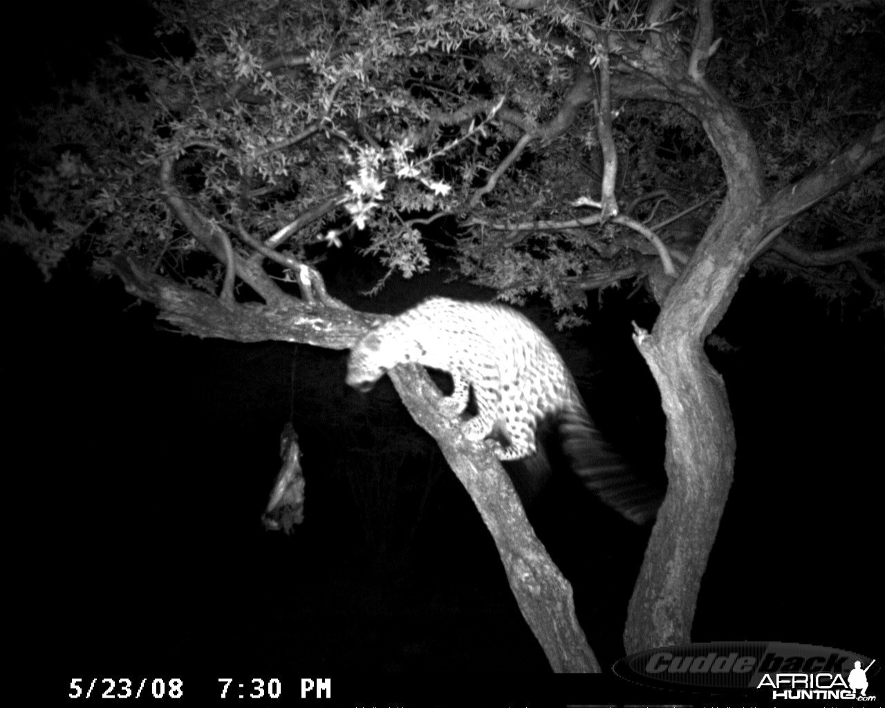 Hunting Leopard on Bait at Ozondjahe Safaris Namibia