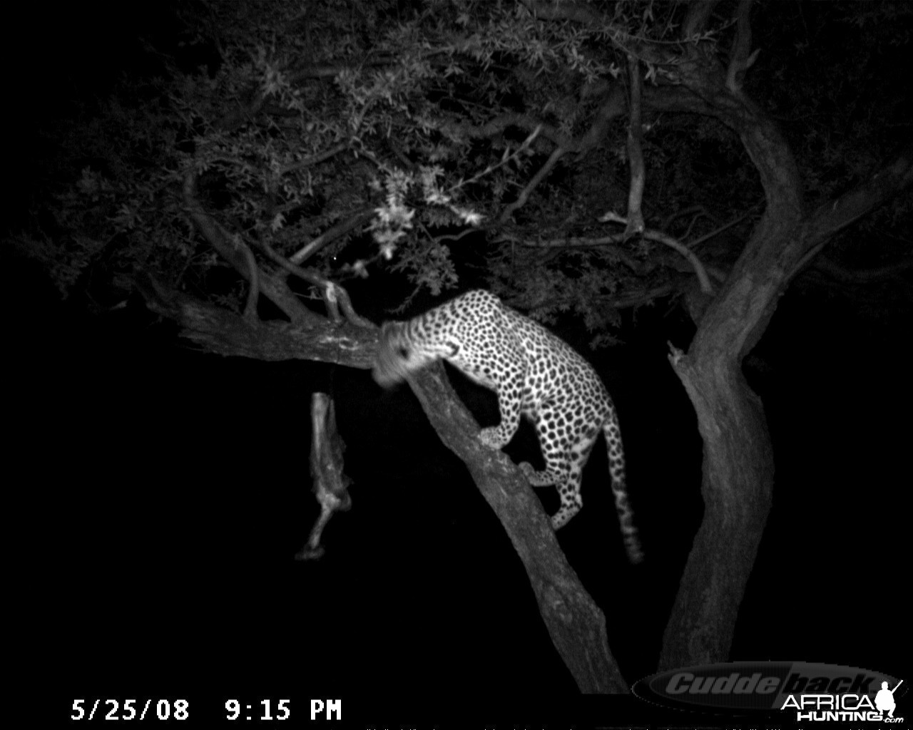 Hunting Leopard on Bait at Ozondjahe Safaris Namibia