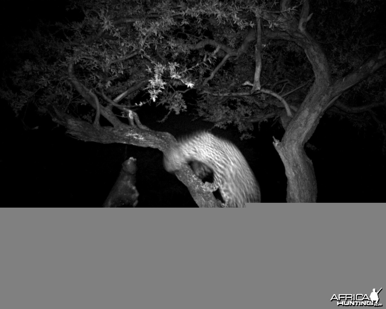 Hunting Leopard on Bait at Ozondjahe Safaris Namibia