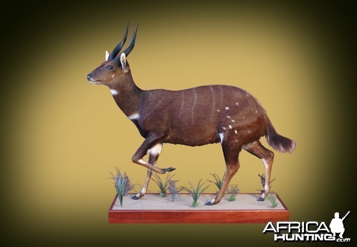 Bushbuck full mount