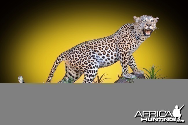 Leopard full mount