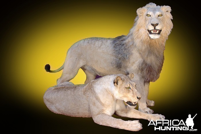 Lion and Lioness full mount taxidermy