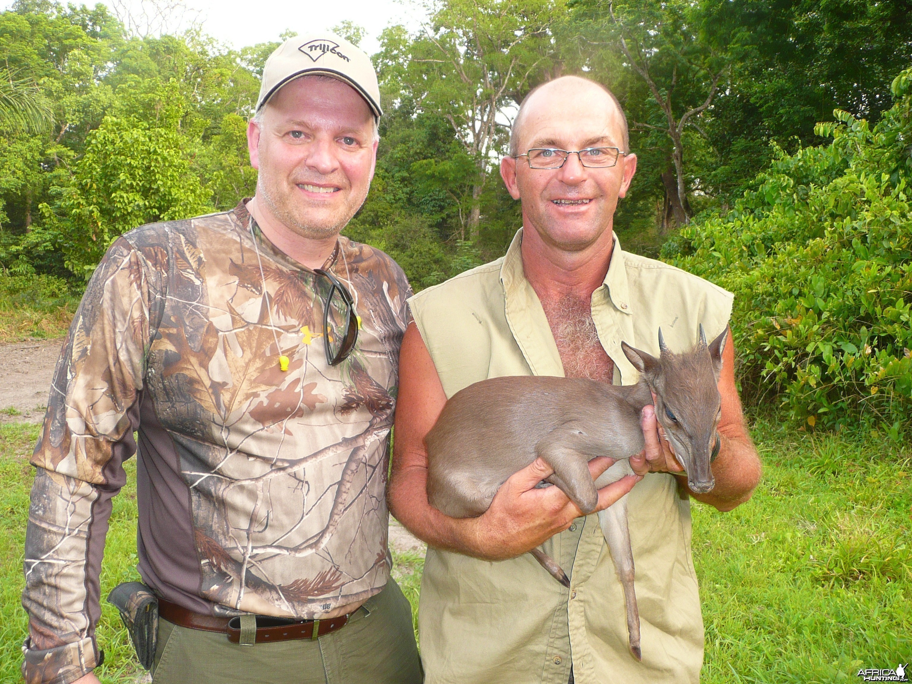 Blue duiker from CAR