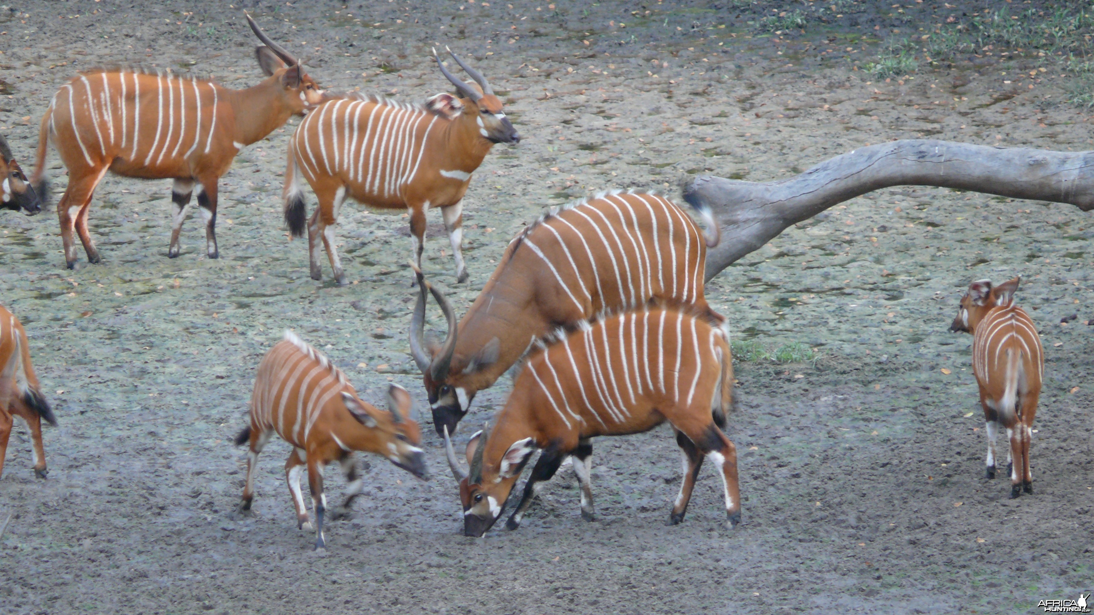 Bongo in Central African Republic