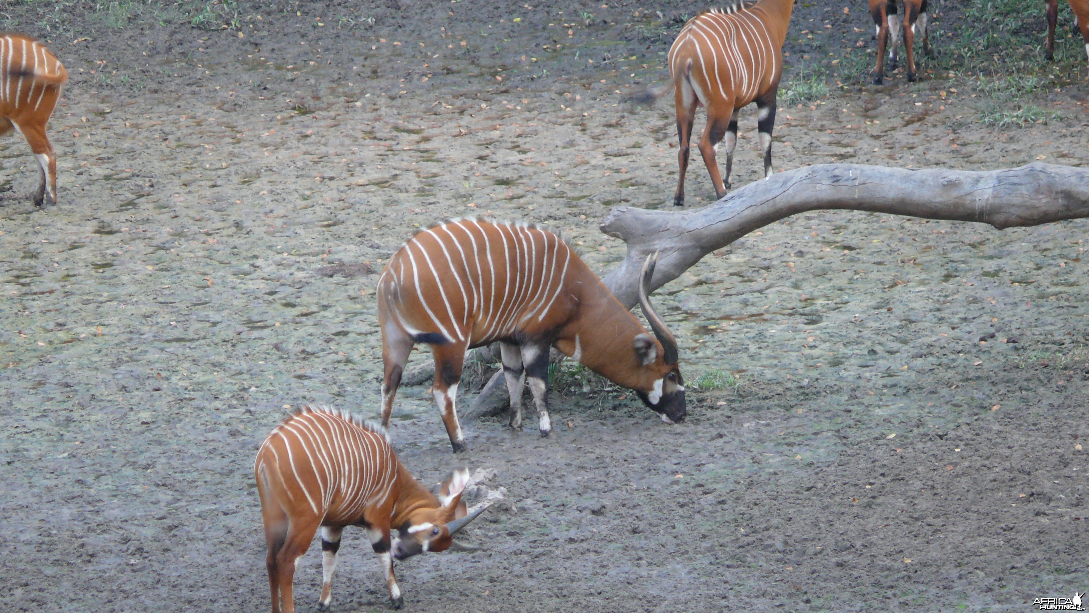 Bongo in Central African Republic