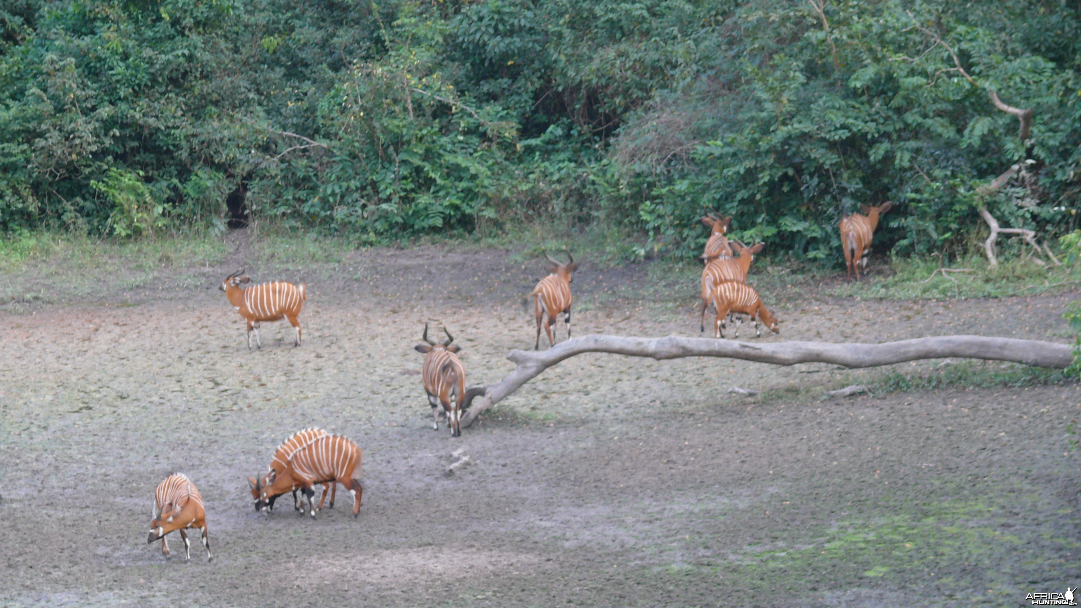 Bongo in Central African Republic