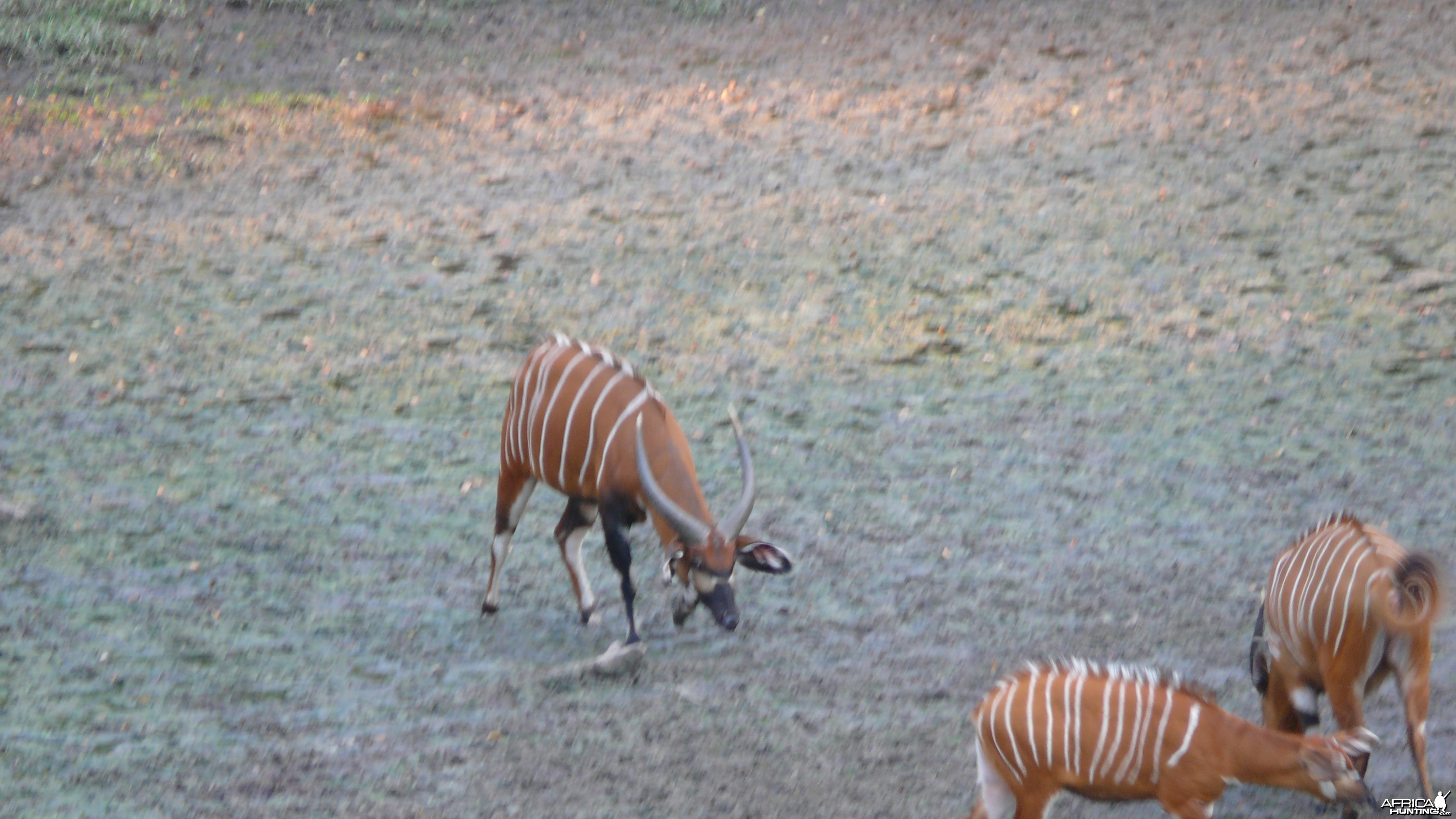 Bongo in Central African Republic