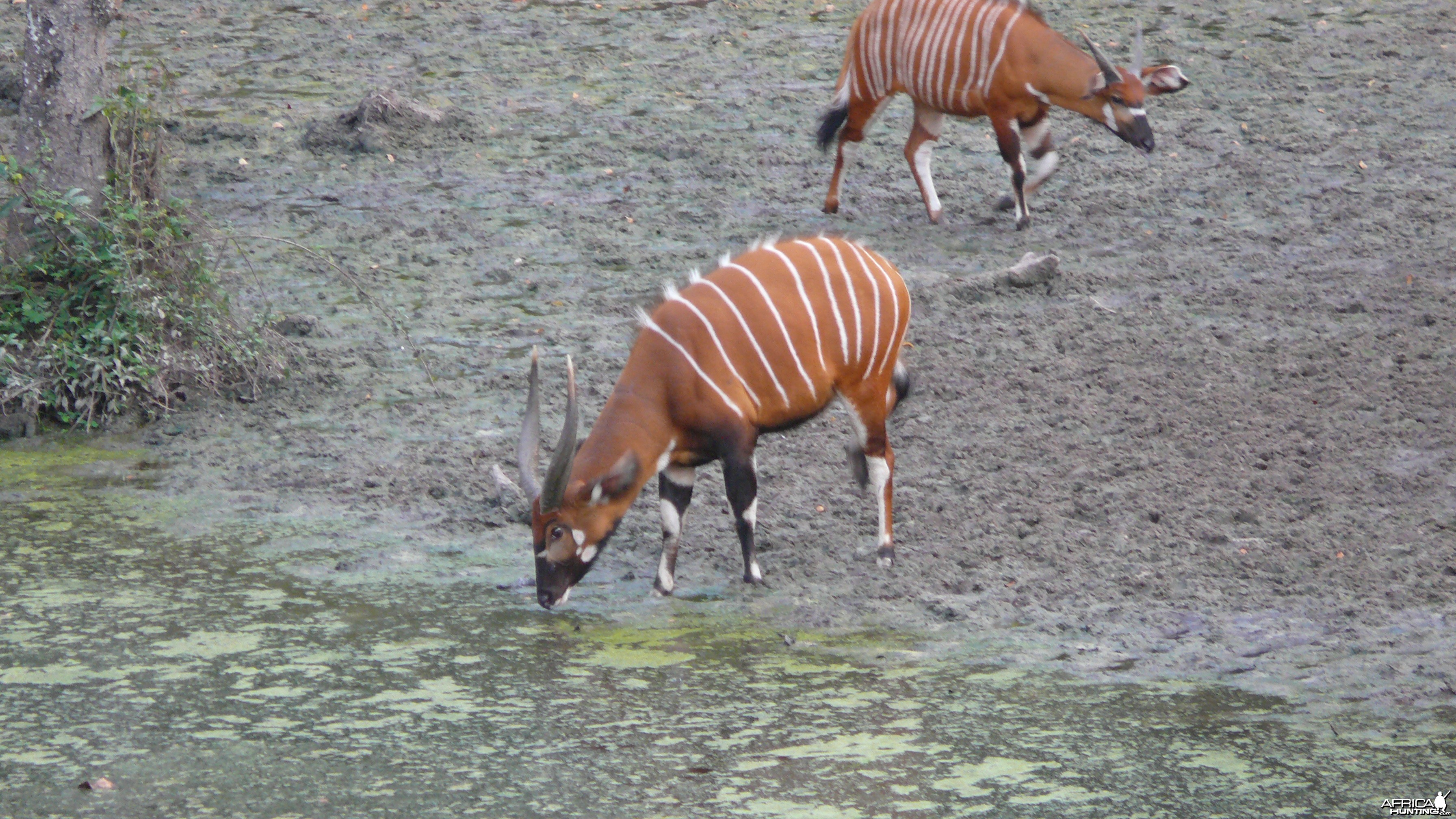 Bongo in Central African Republic