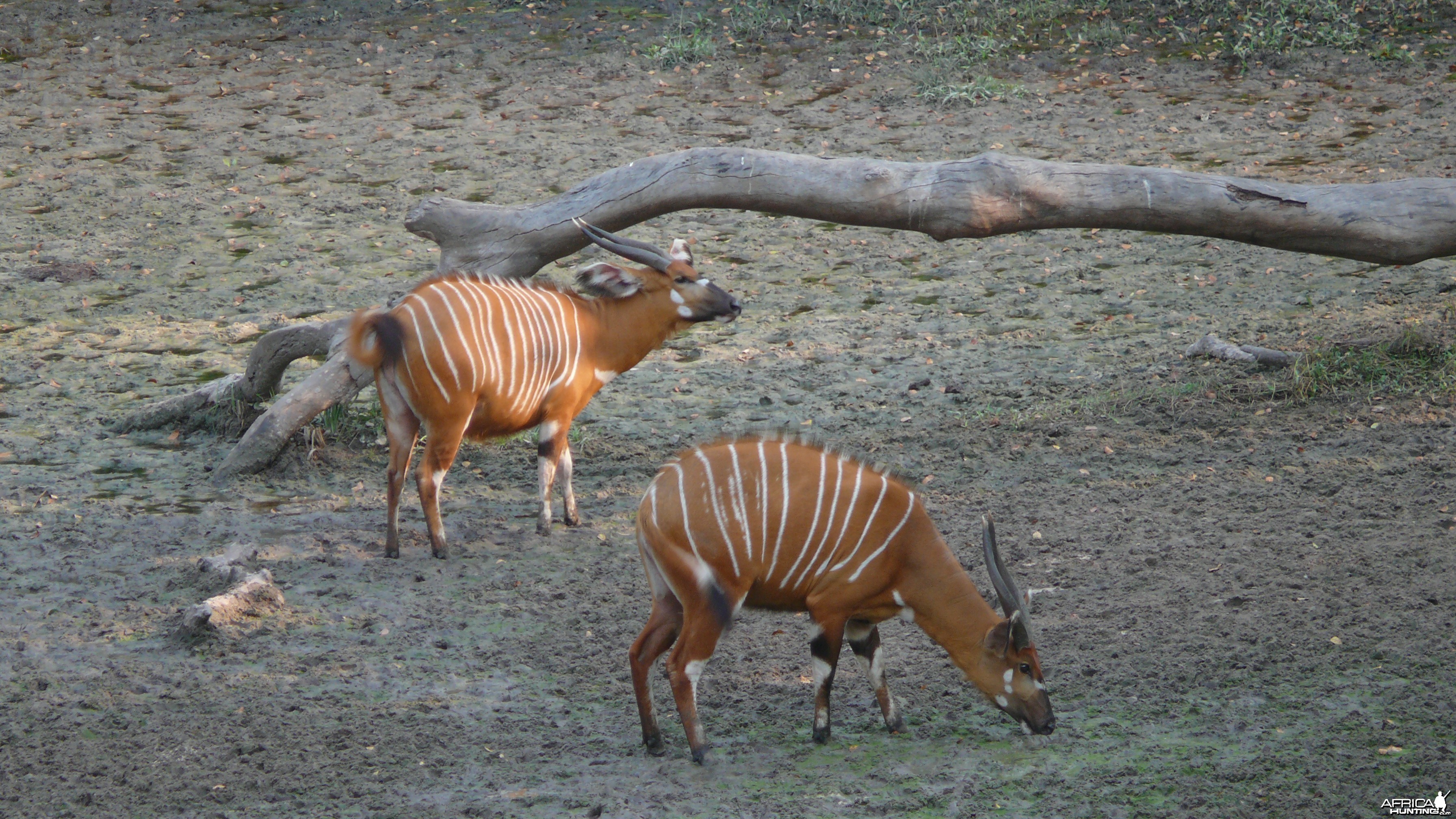 Bongo in Central African Republic