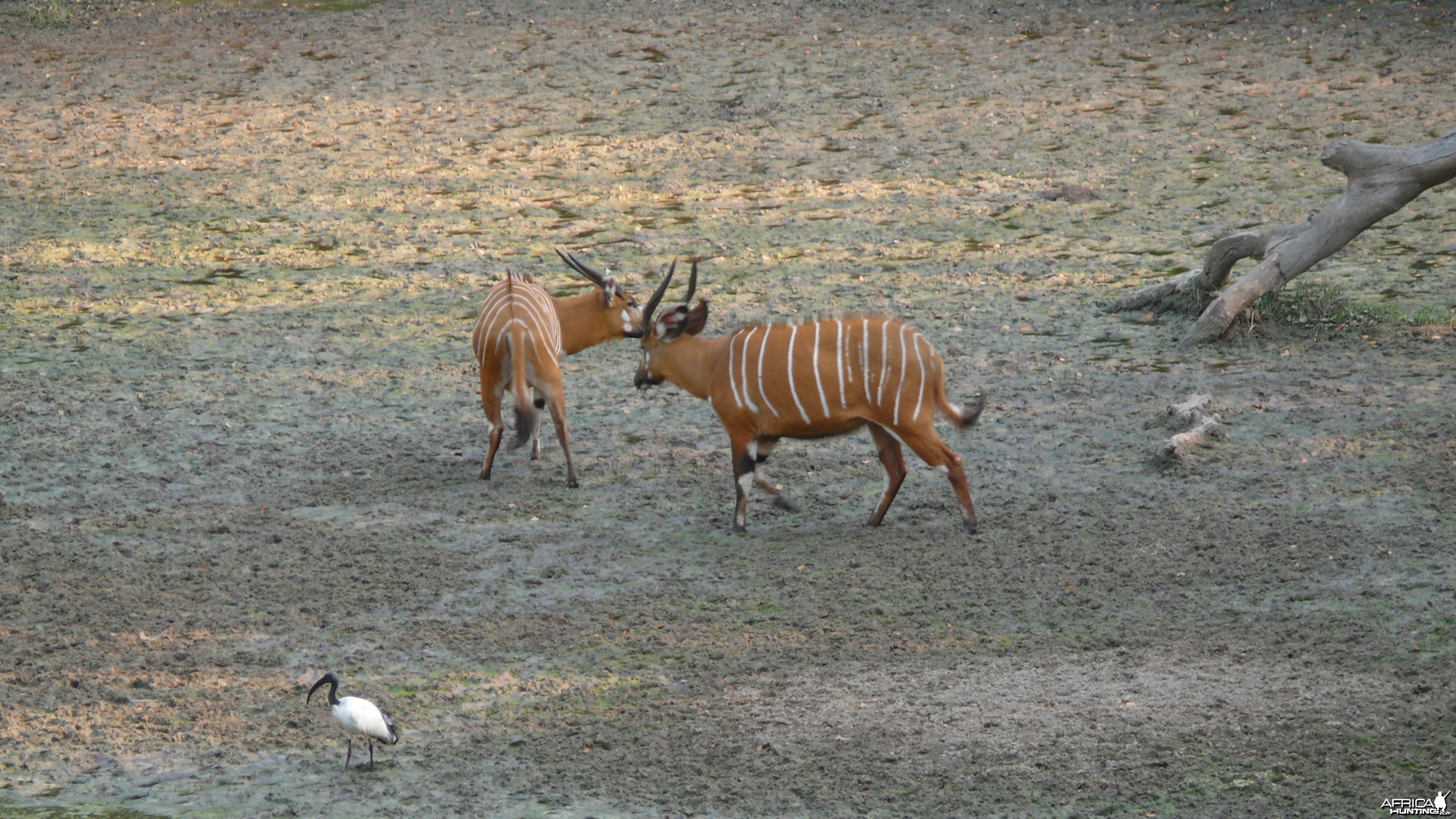 Bongo in Central African Republic