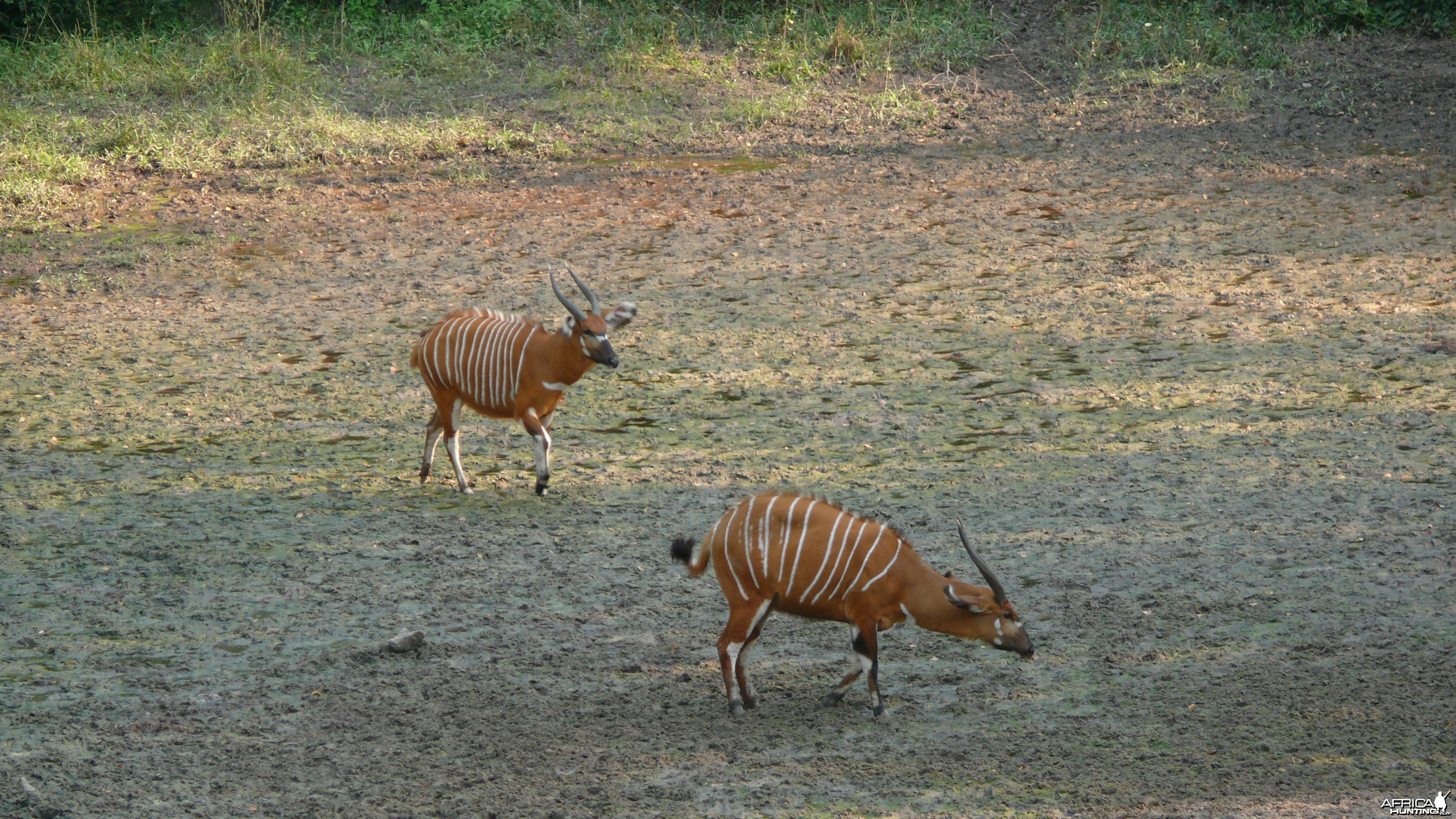 Bongo in Central African Republic