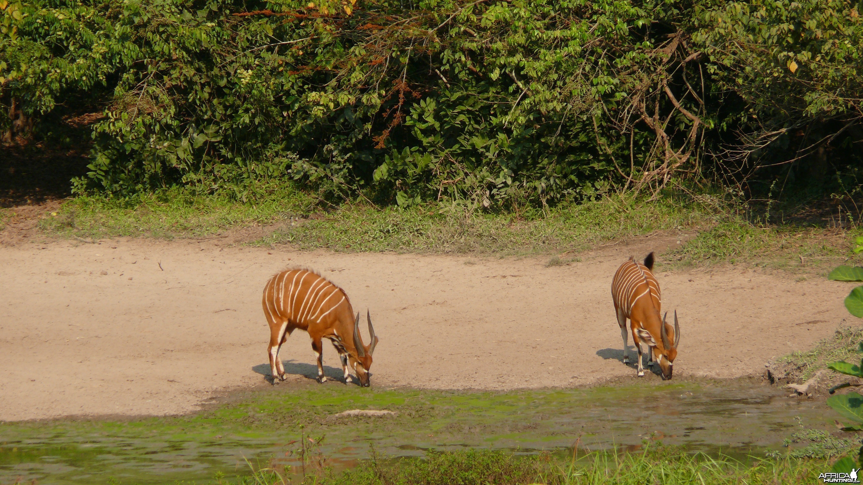 Bongo in Central African Republic