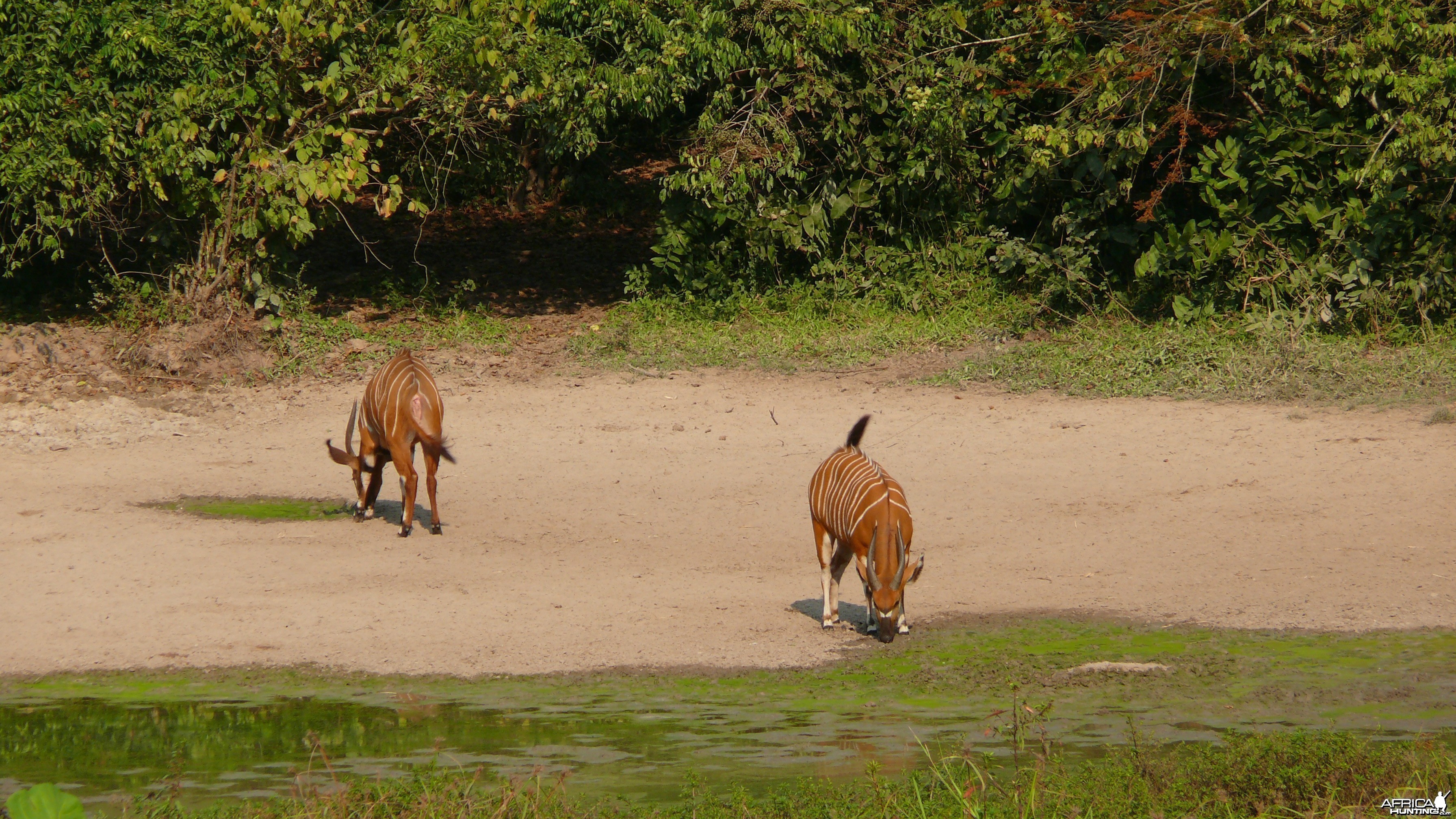 Bongo in Central African Republic