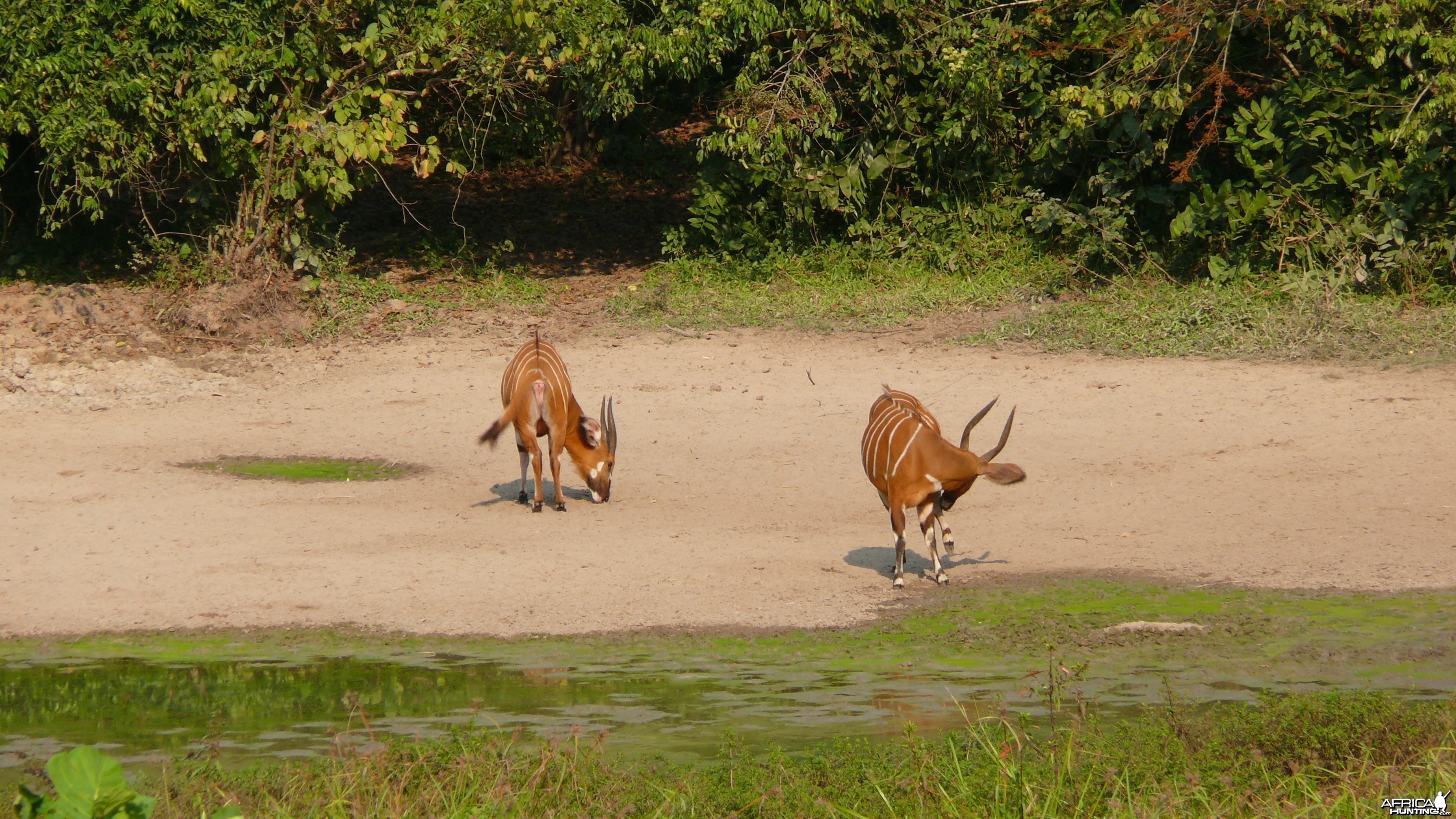 Bongo in Central African Republic