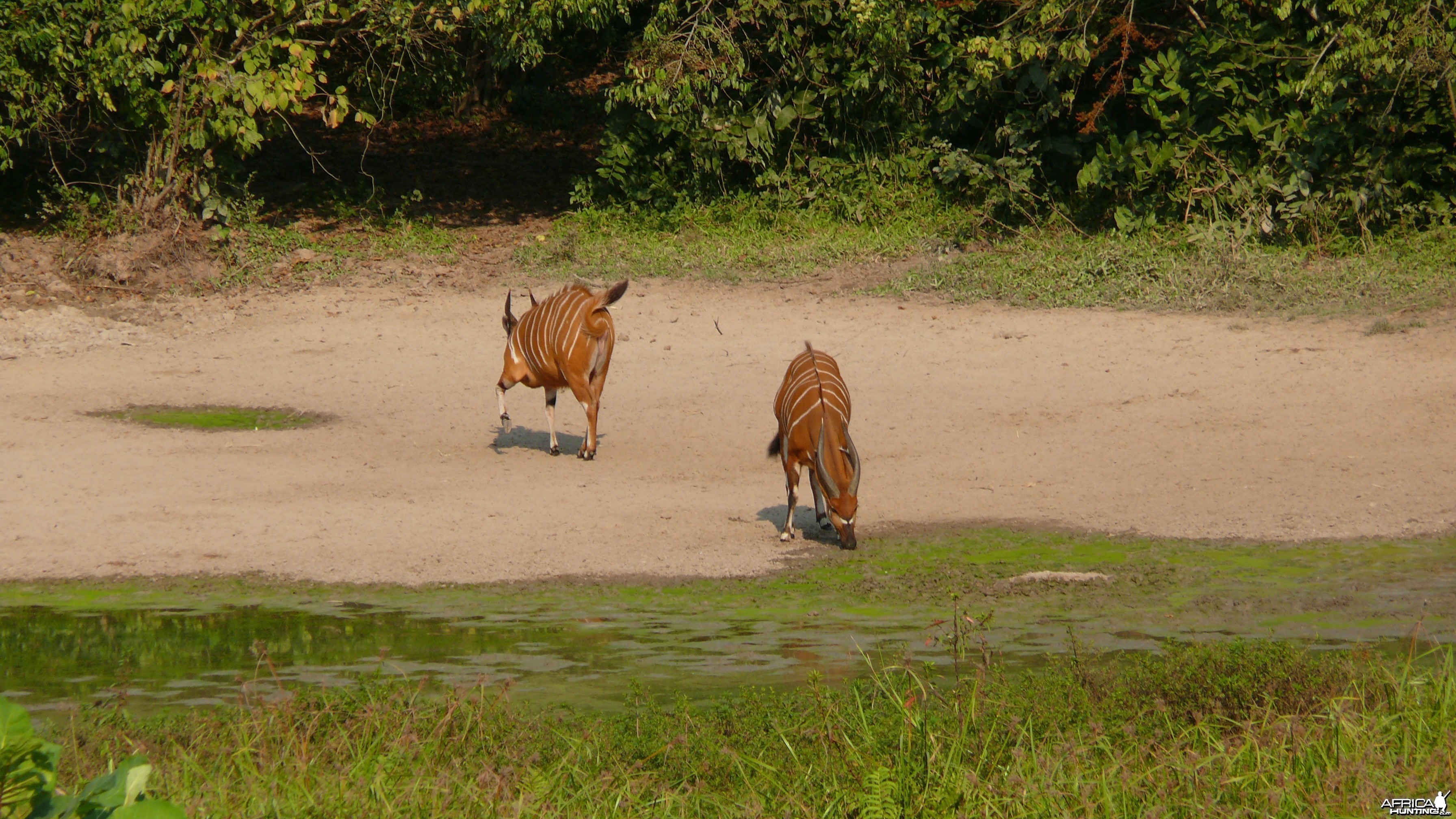 Bongo in Central African Republic