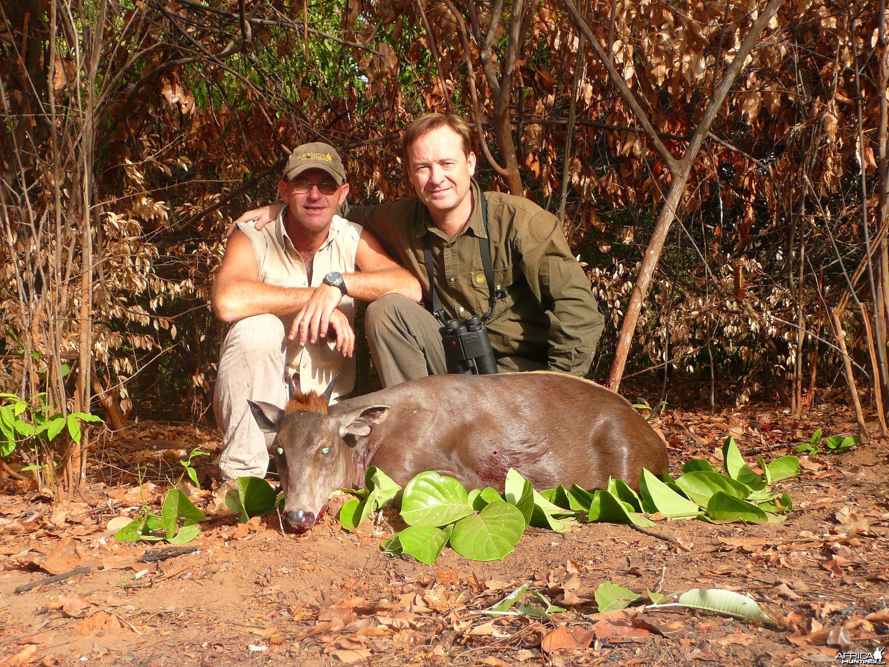 Hunting Yellow Back Duiker in CAR