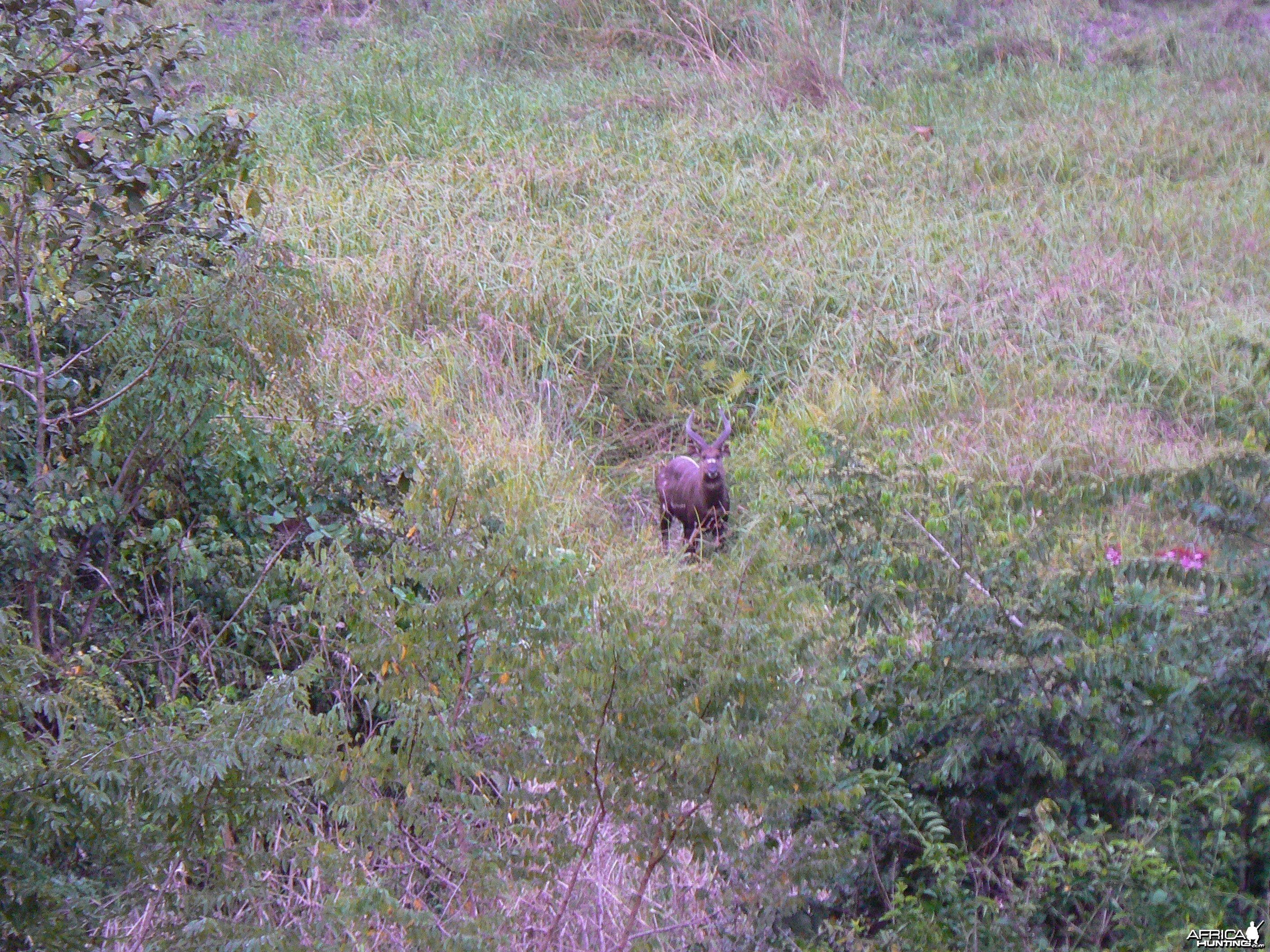 Western Sitatunga in C.A.R.