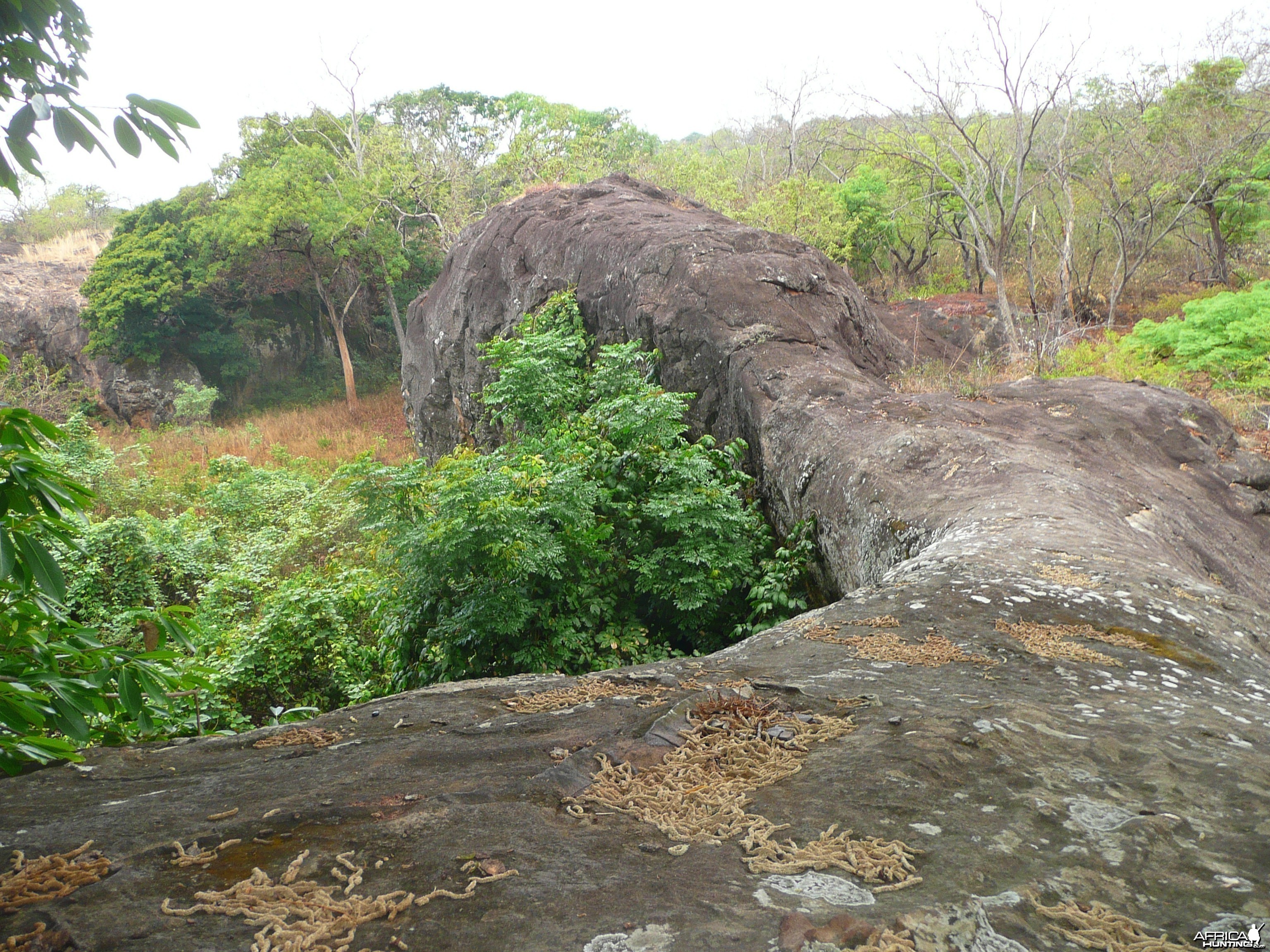 Hunting Central African Republic