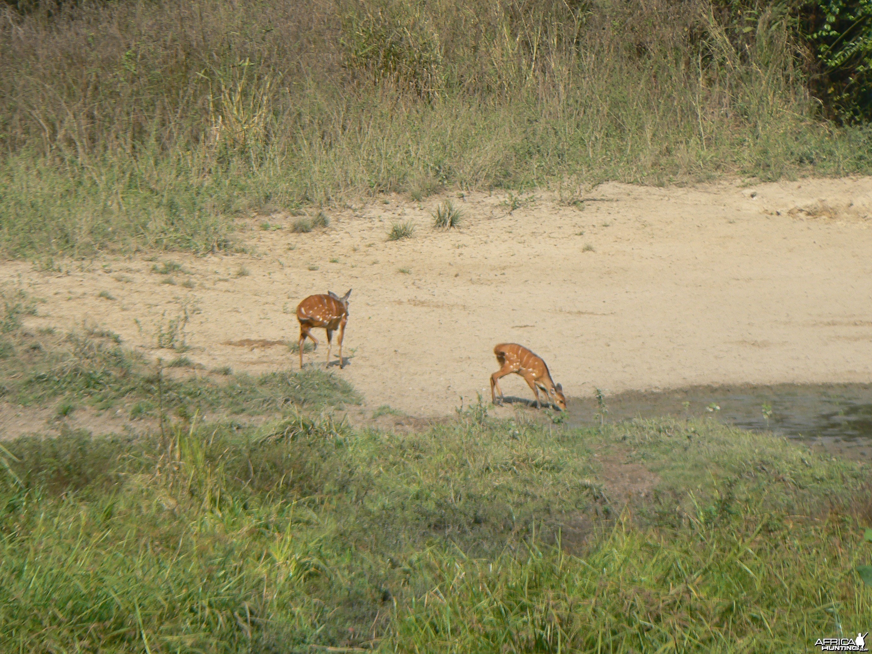 Harnessed Bushbuck in Central African Republic