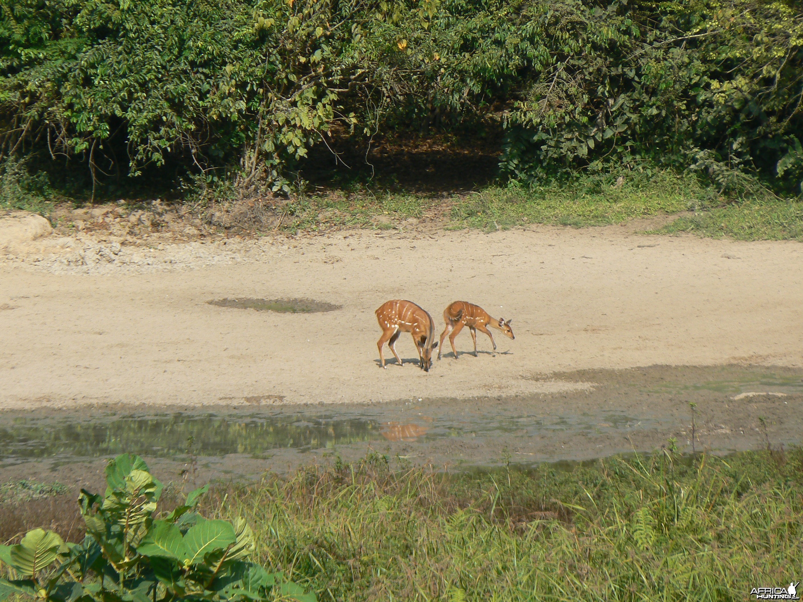 Harnessed Bushbuck in Central African Republic