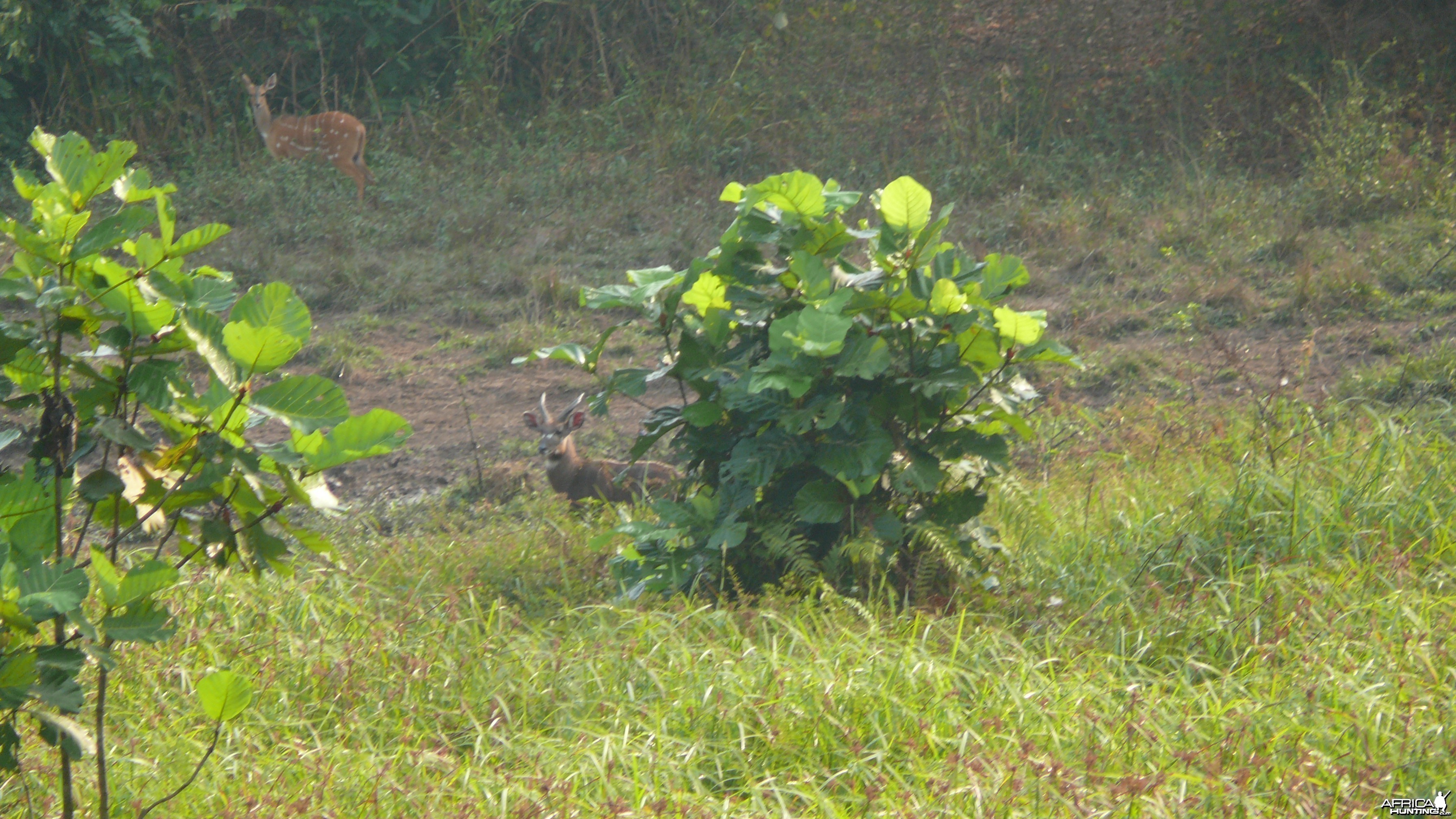 Harnessed Bushbuck in Central African Republic