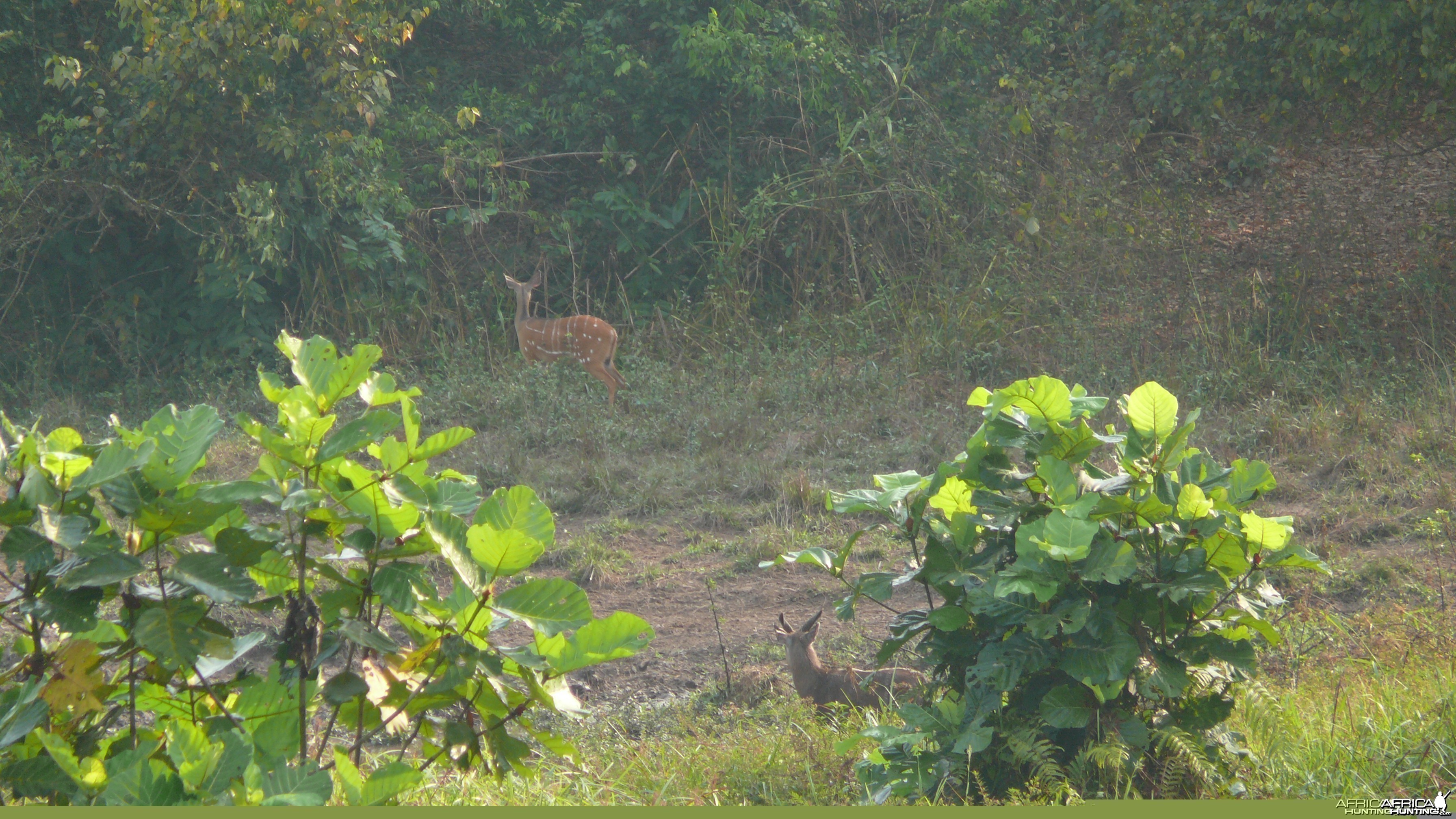 Harnessed Bushbuck in Central African Republic