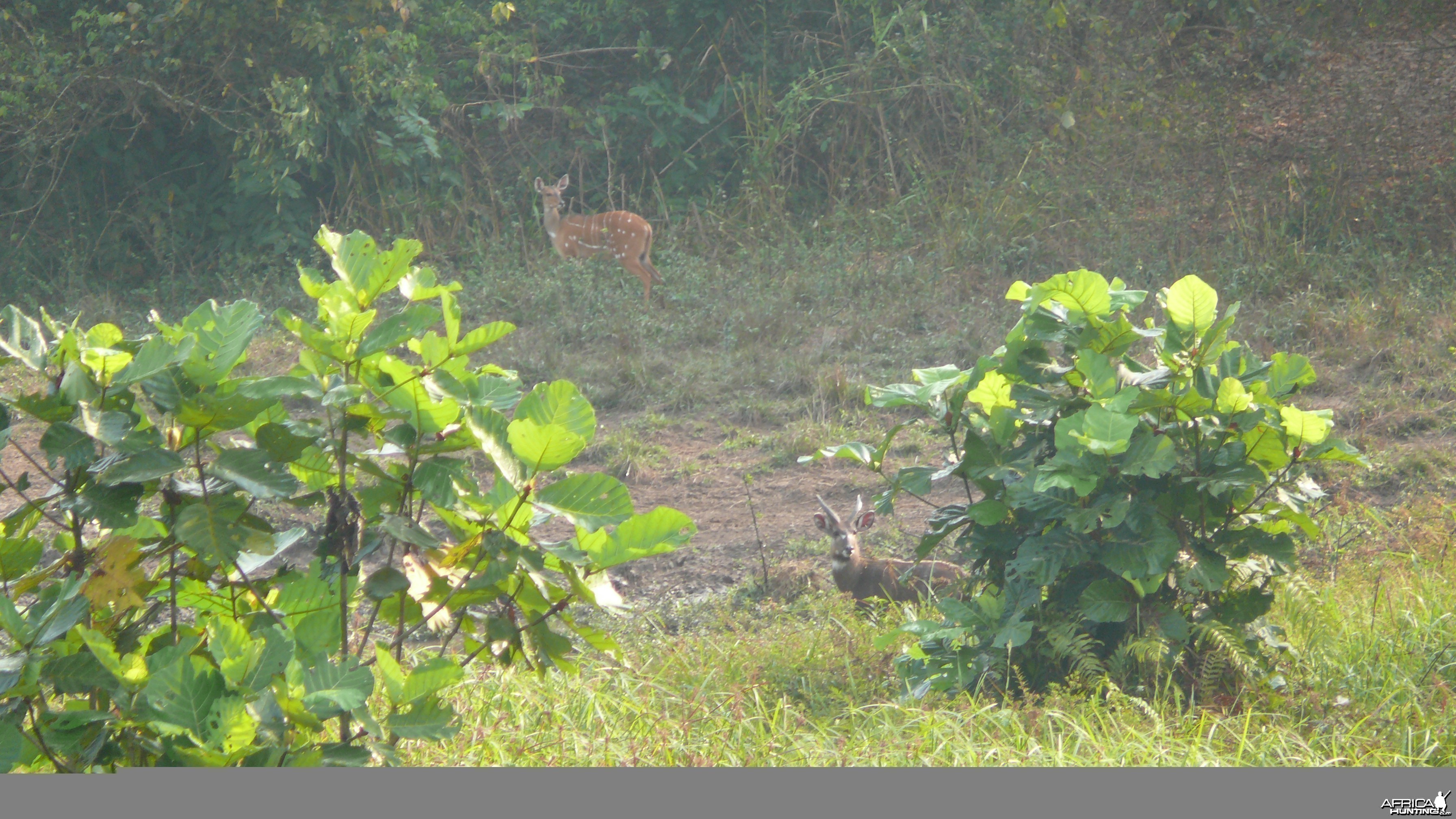 Harnessed Bushbuck in Central African Republic