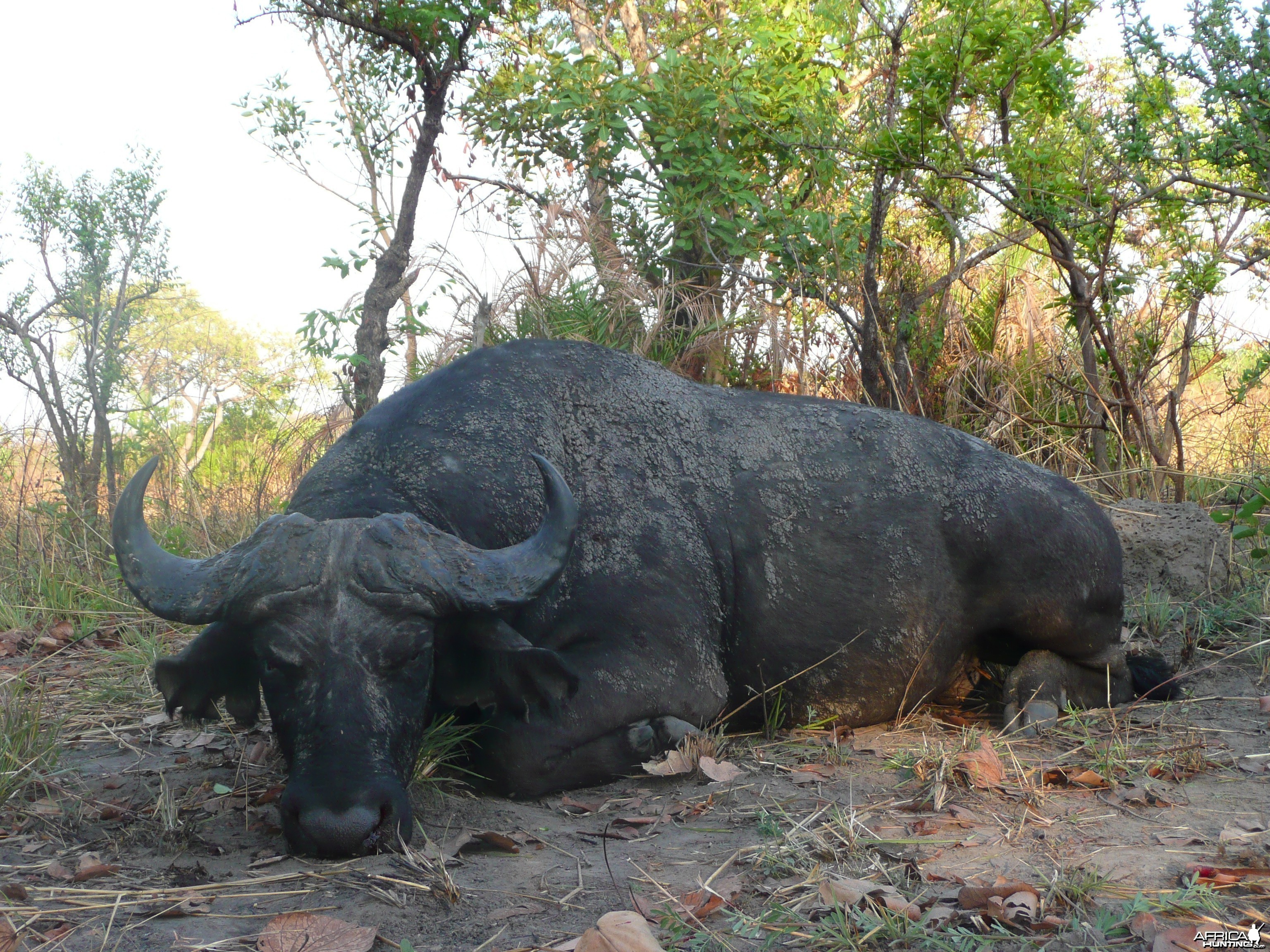 Black Buffalo bull hunted in CAR