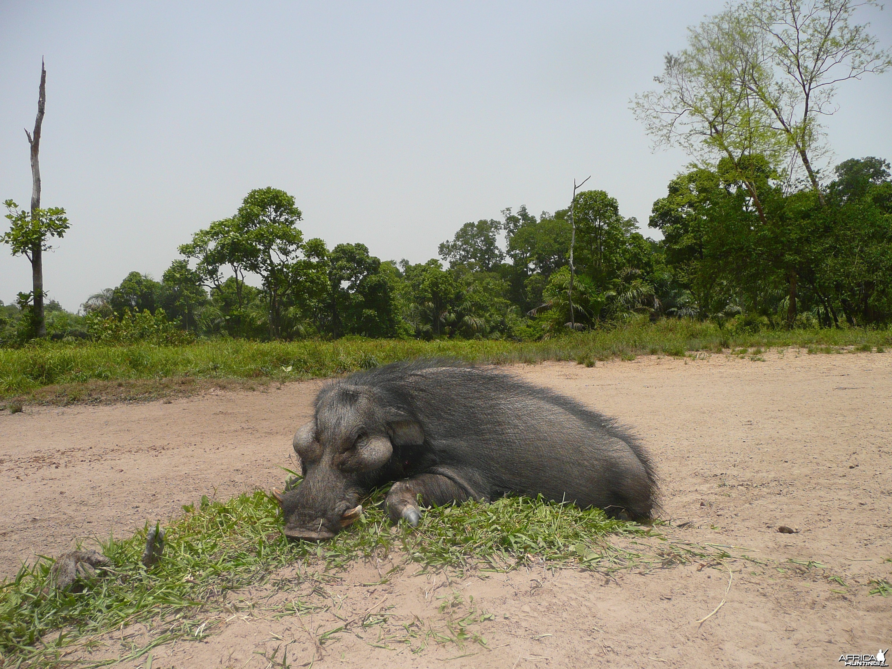 Hunting Giant Forest Hog in Central Africa