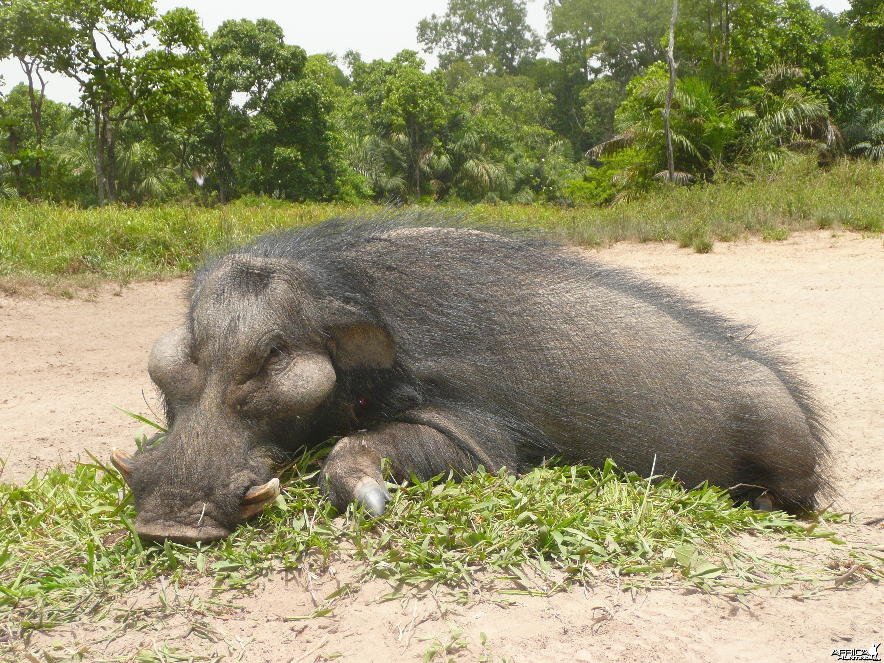 Hunting Giant Forest Hog in Central Africa