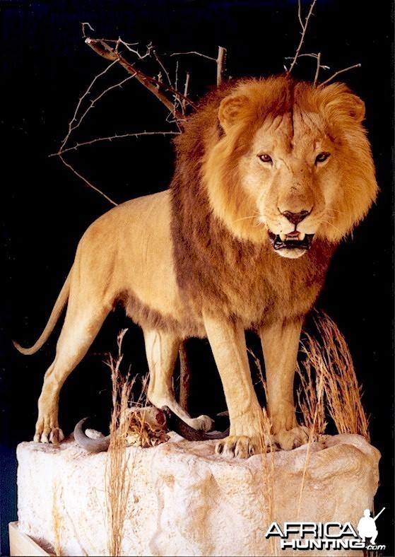 AfricanLion-BarbaryLionMount-02-A