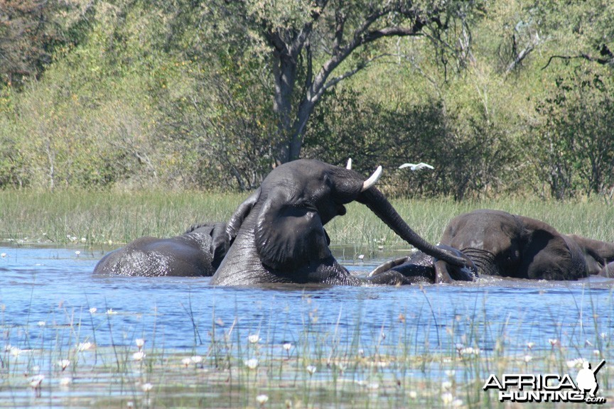 Eles playing Okavango