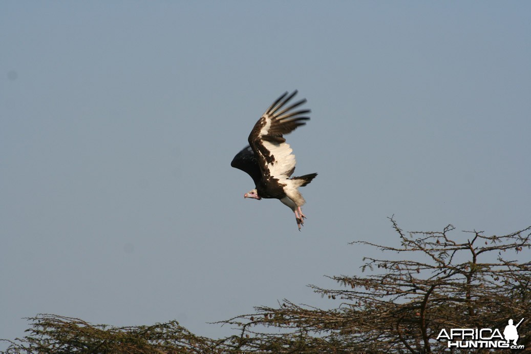 Fish Eagle Luganzo Tanzania