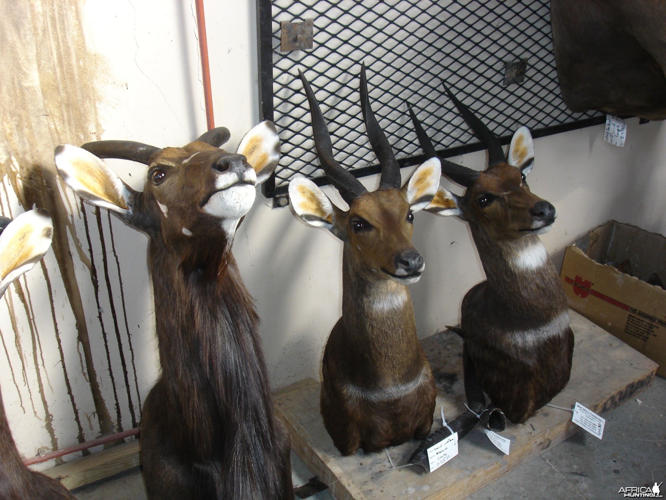 Some 2008 Trophies at Taxidermist